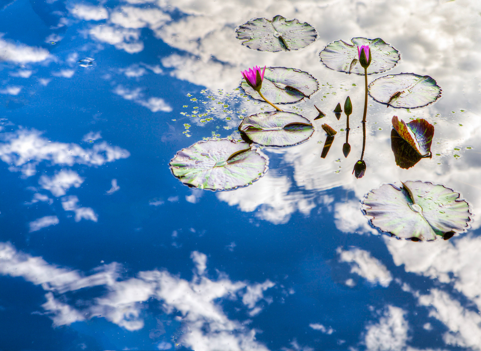 Flowers-1372