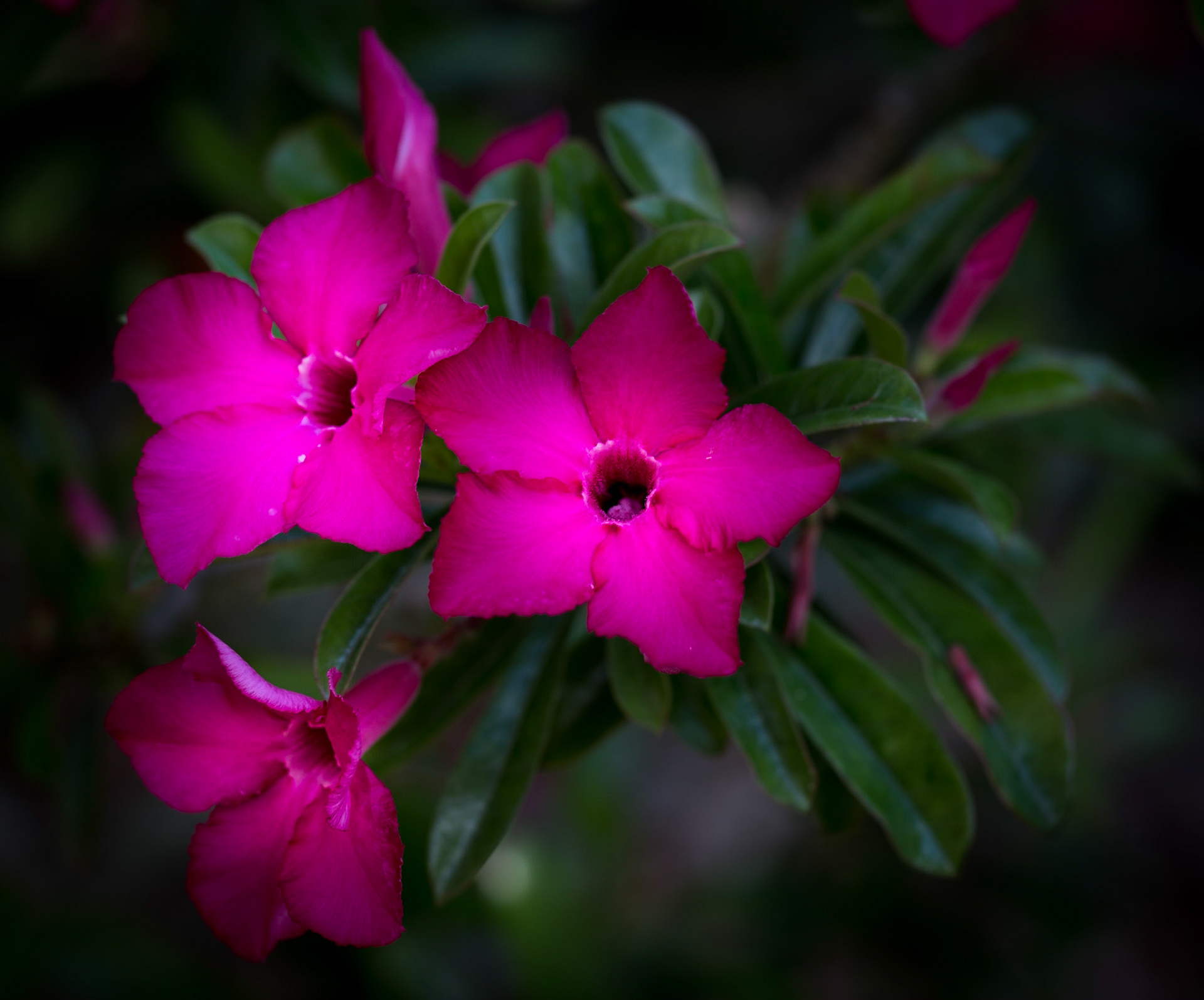 Flowers-1399