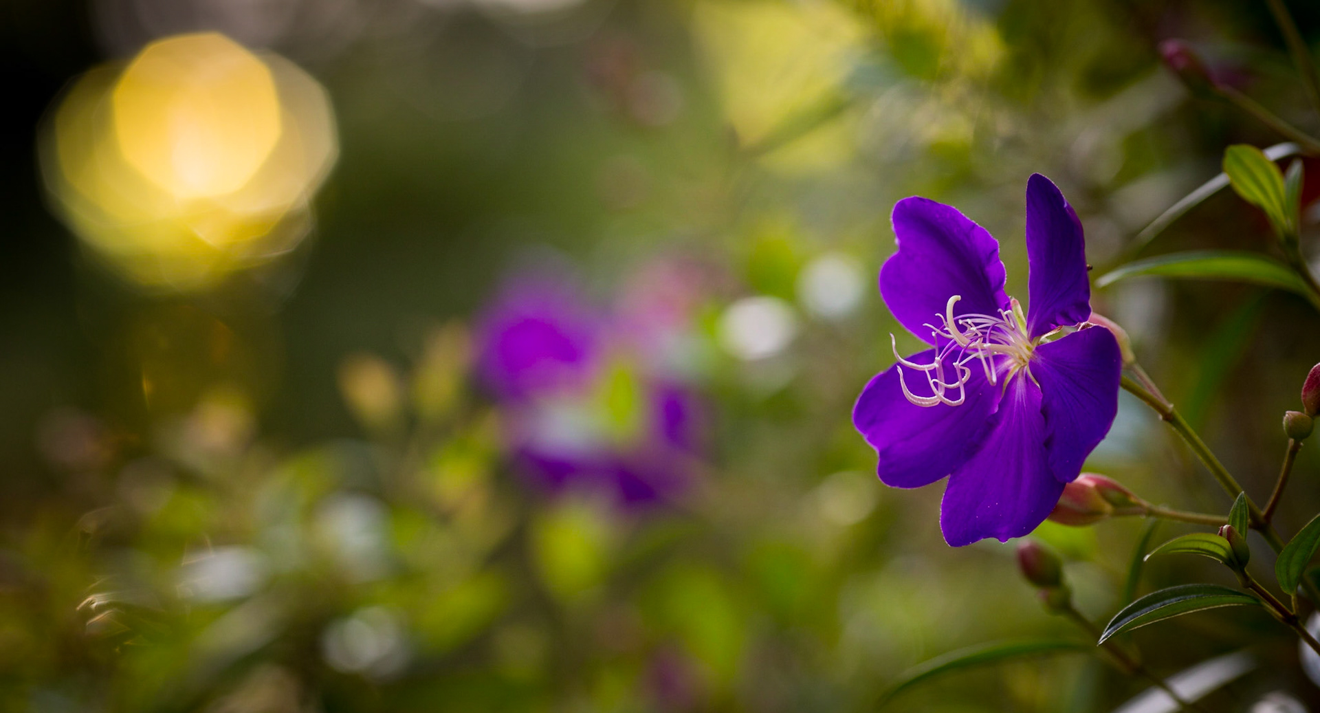 Flowers-1354