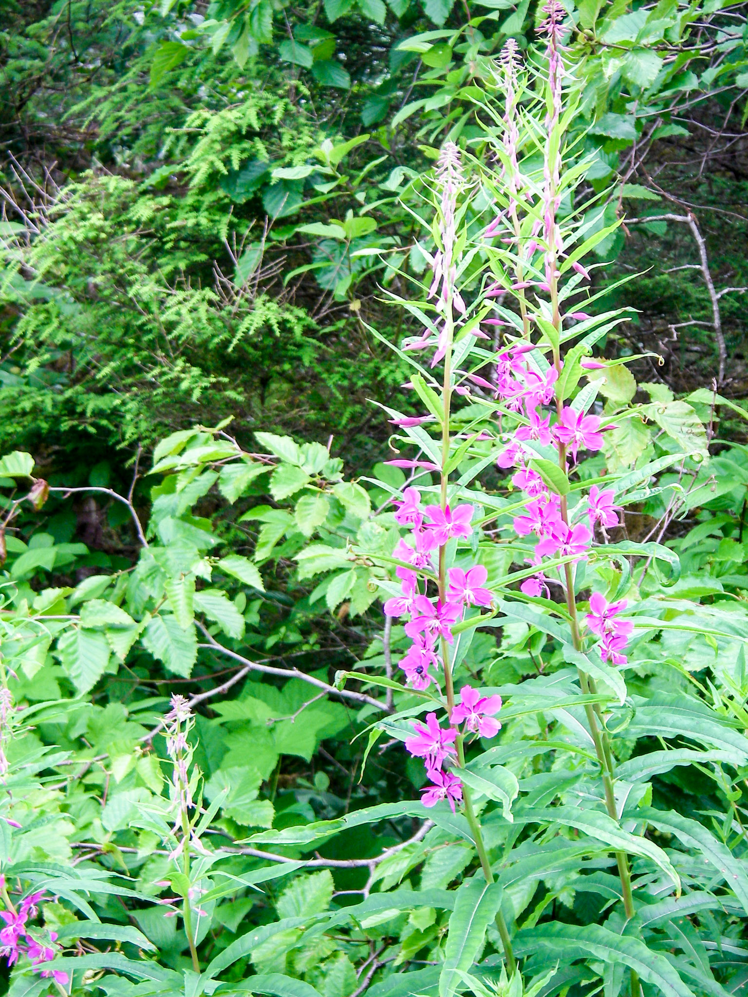 Fireweed in Bloom - 4379