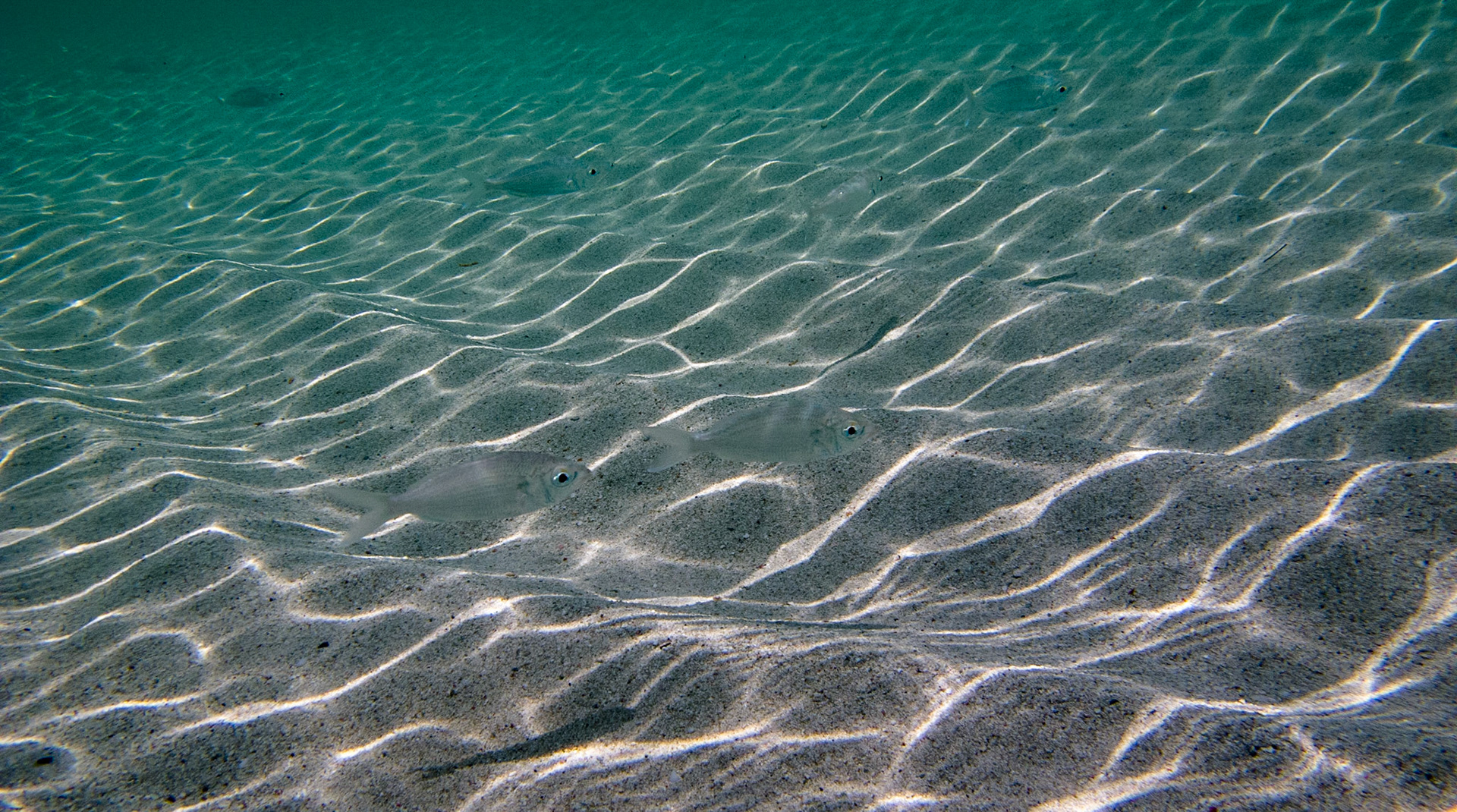 Sand Light 245