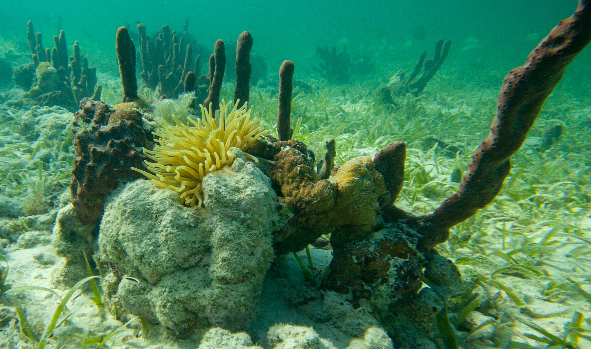 Reef Garden 251