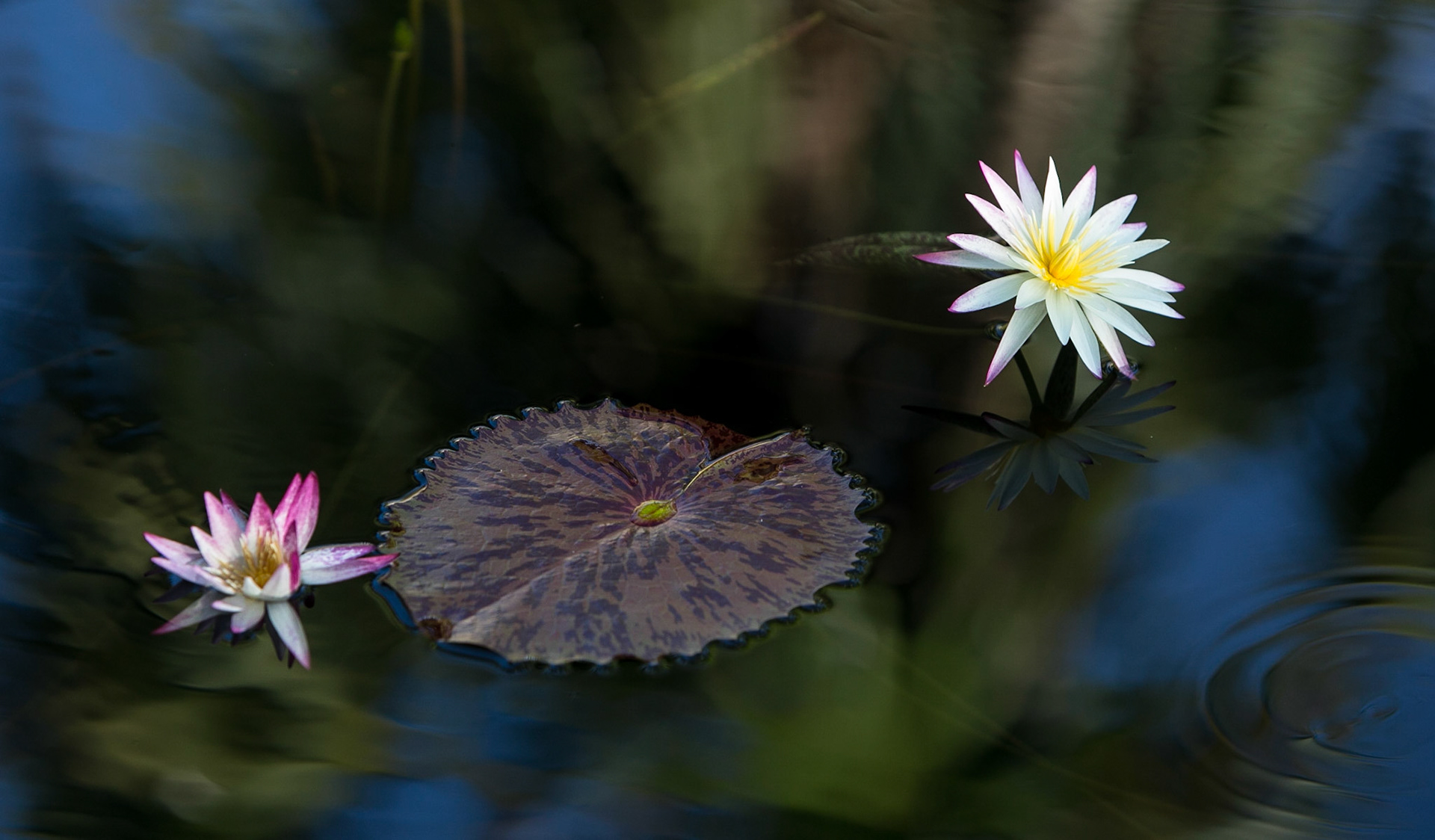 Flowers-1317