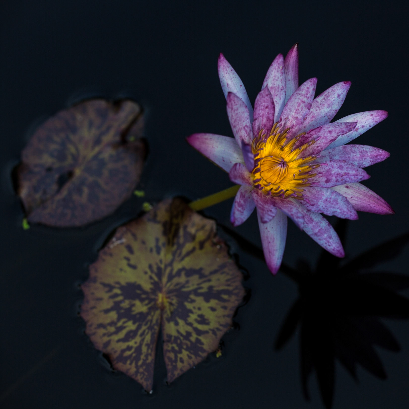 Flowers-1383