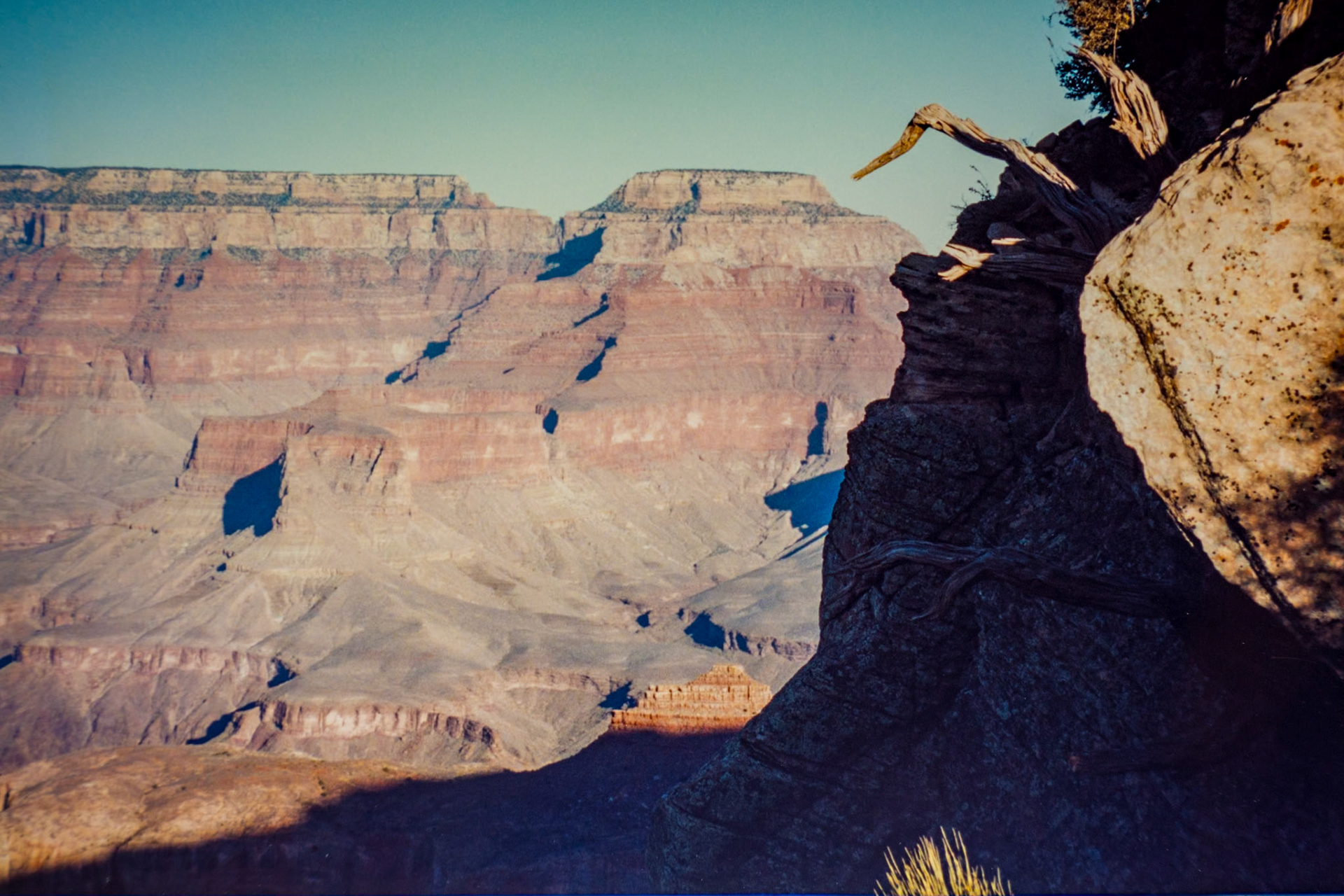 Roots Framing the Canyon