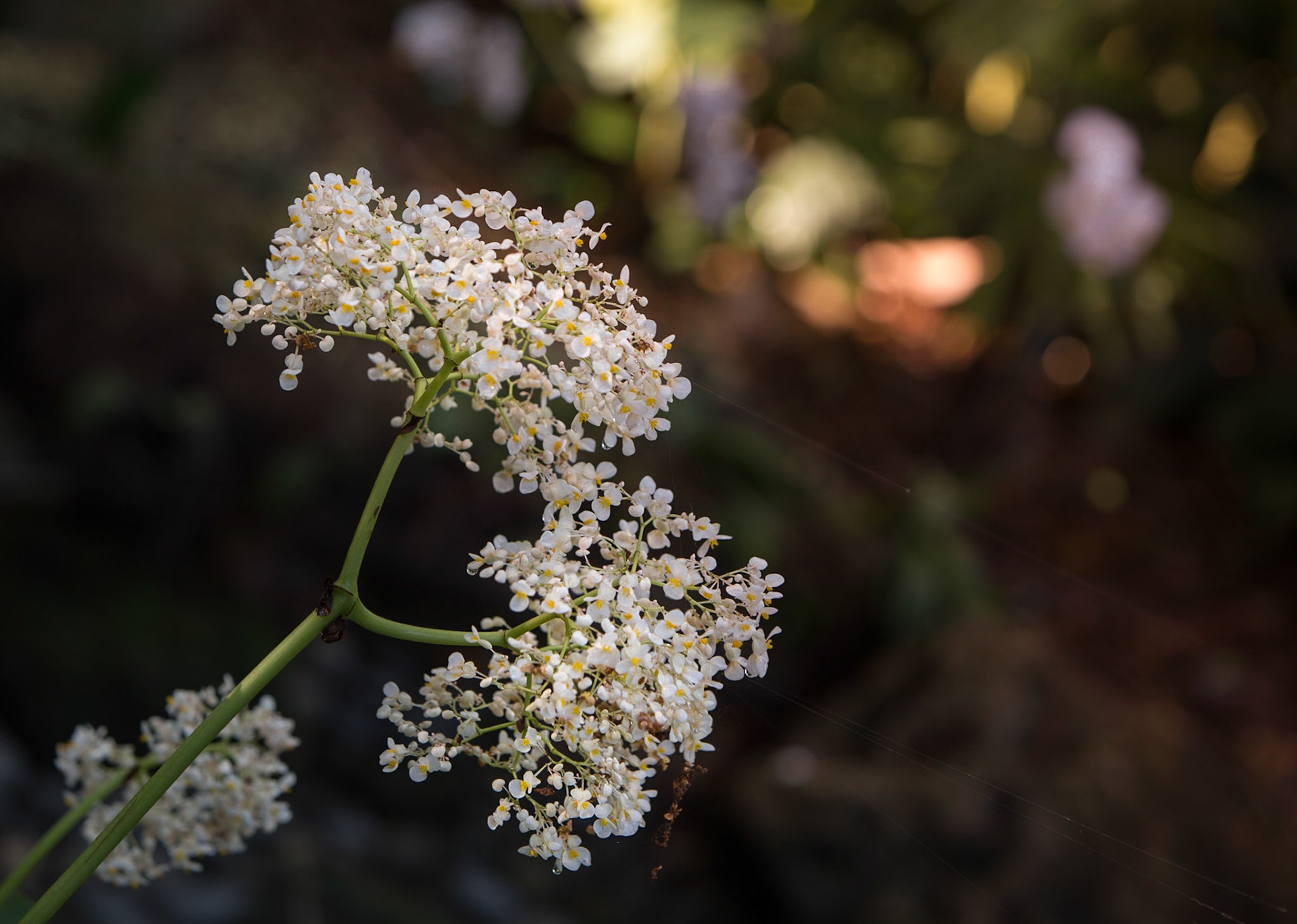 Flowers-1335