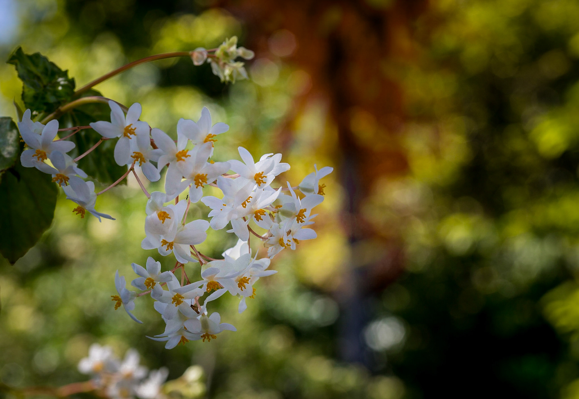 Flowers-1369