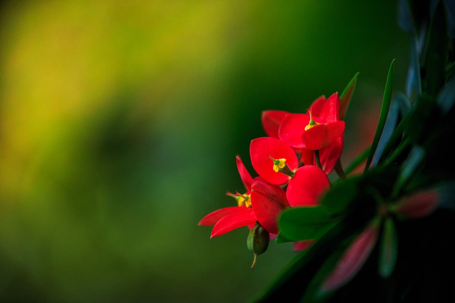 Flowers-1351