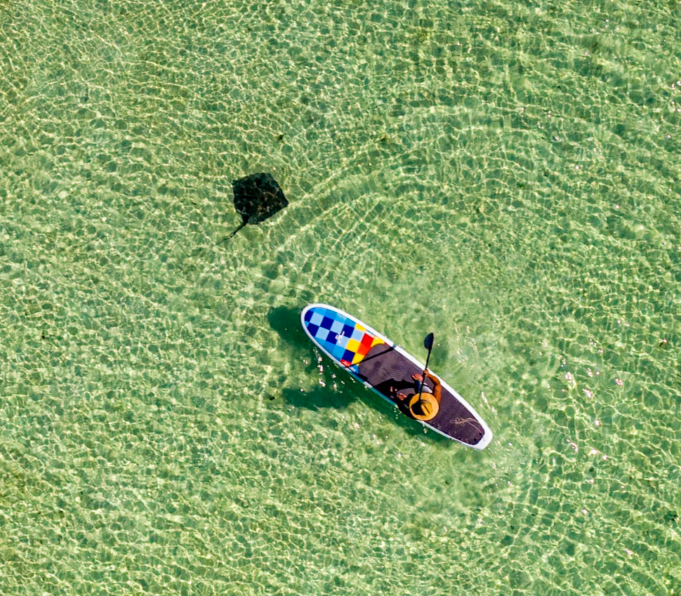 Paddleboarder and Ray