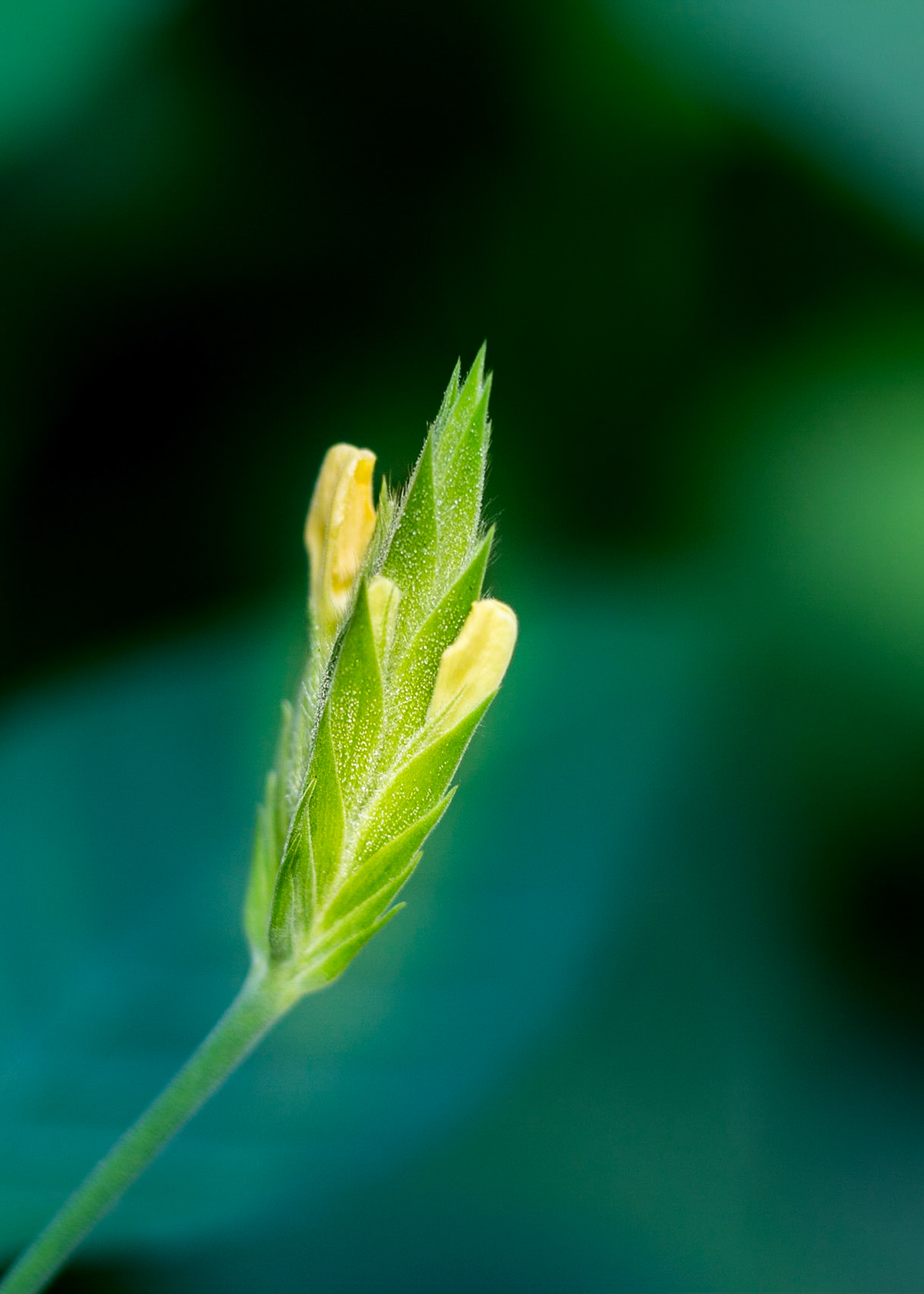 Flowers-1326
