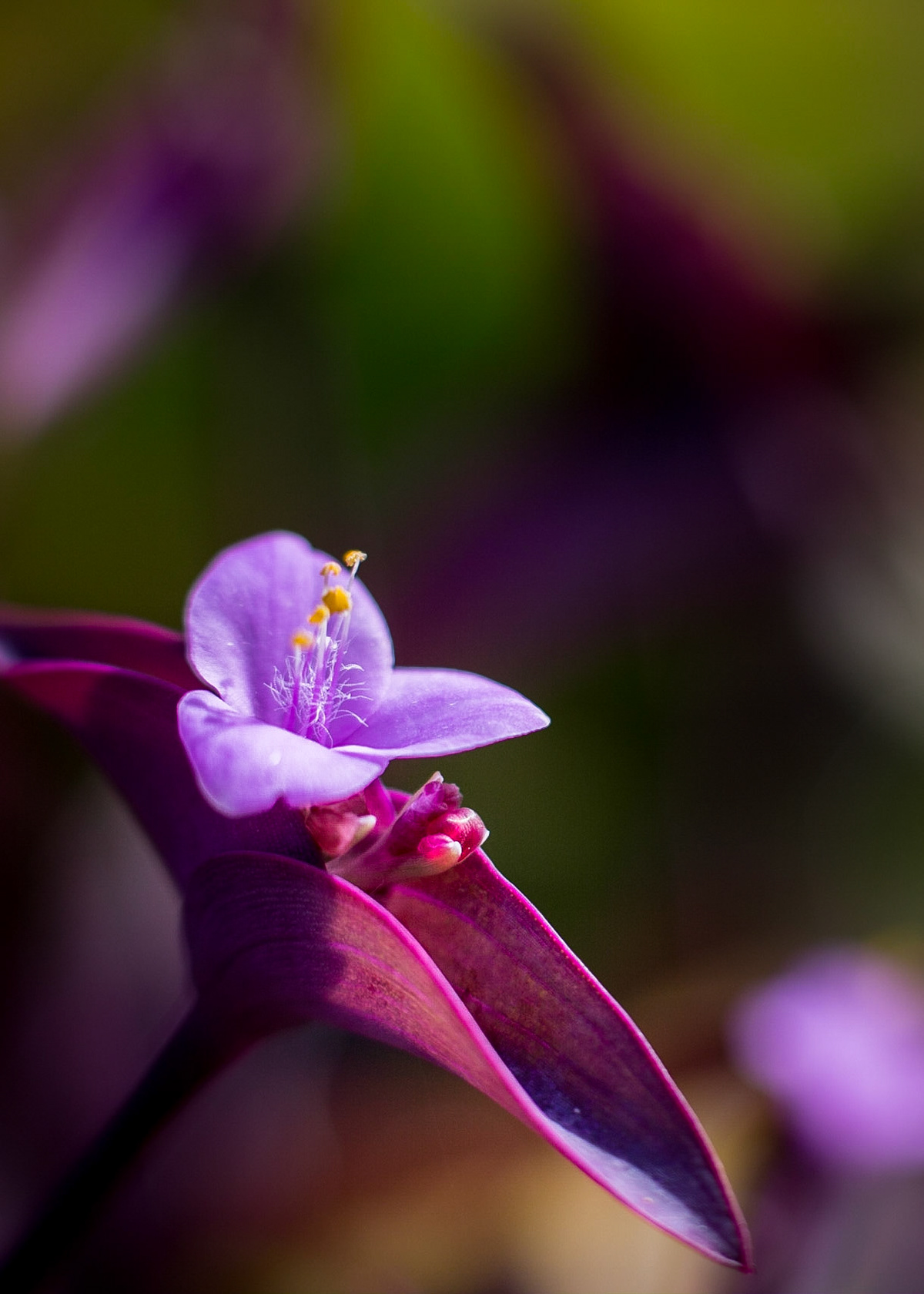Flowers-1324