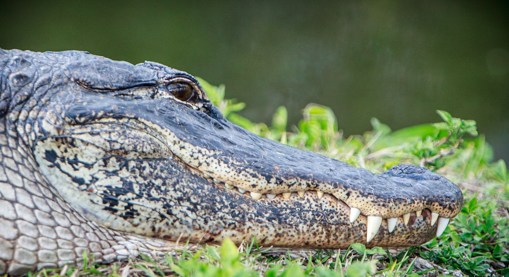 Everglades alligator - 1102