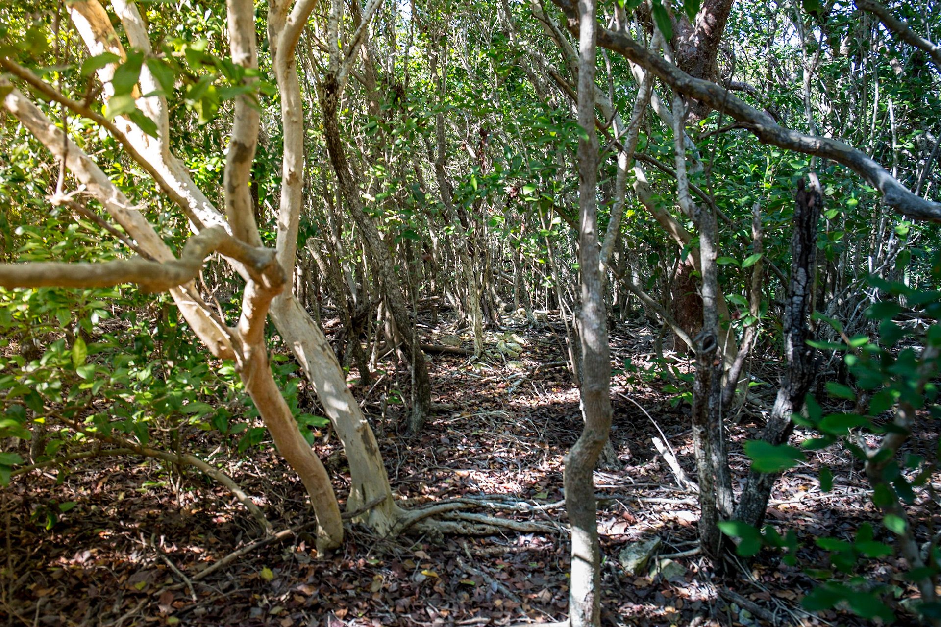 The Mangroves - 7213