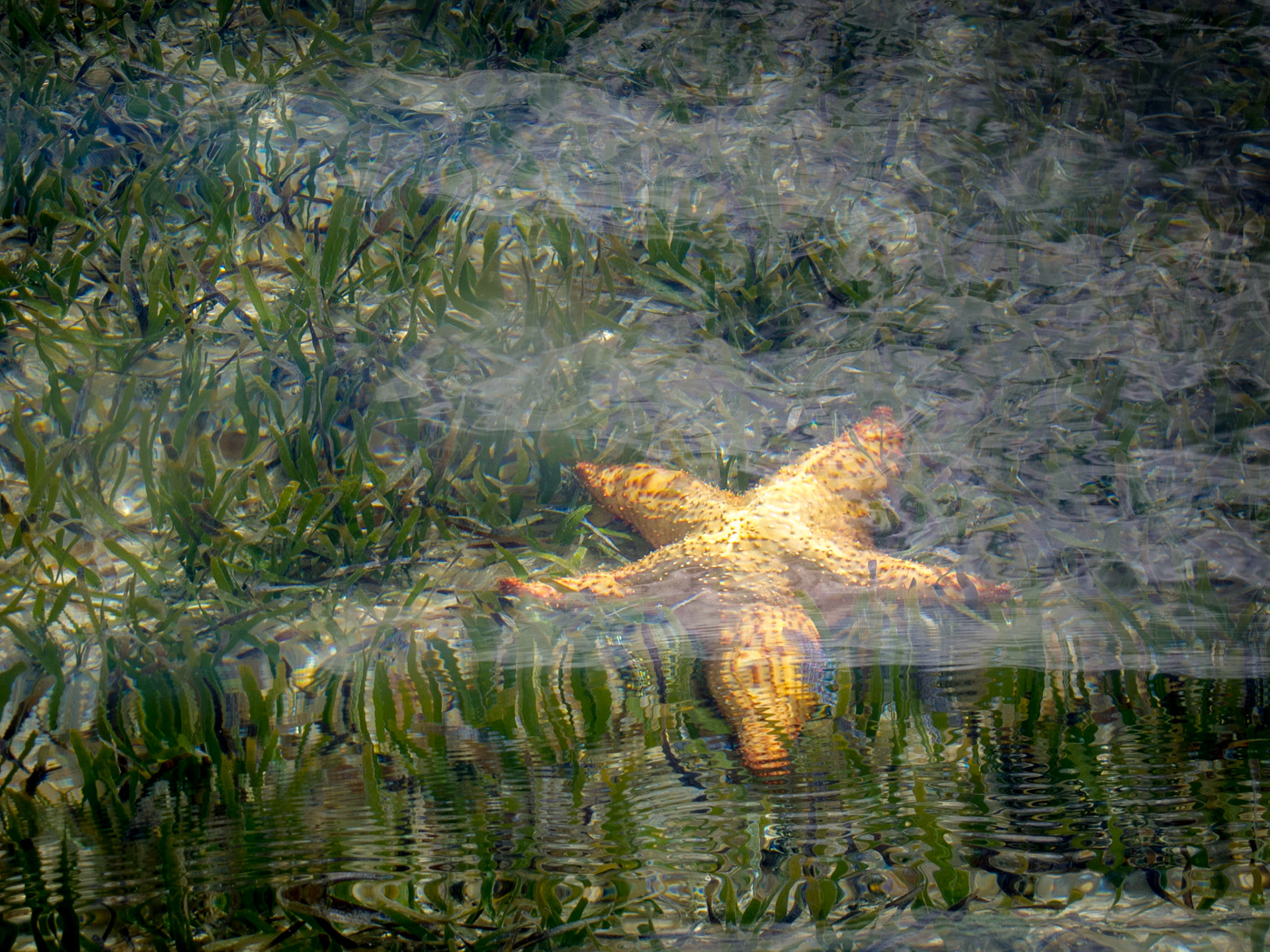 Starfish in the Grass - 256