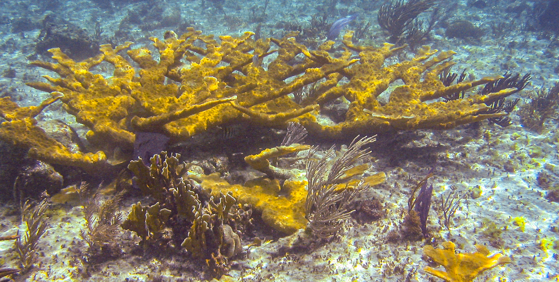 Soft Coral - 094