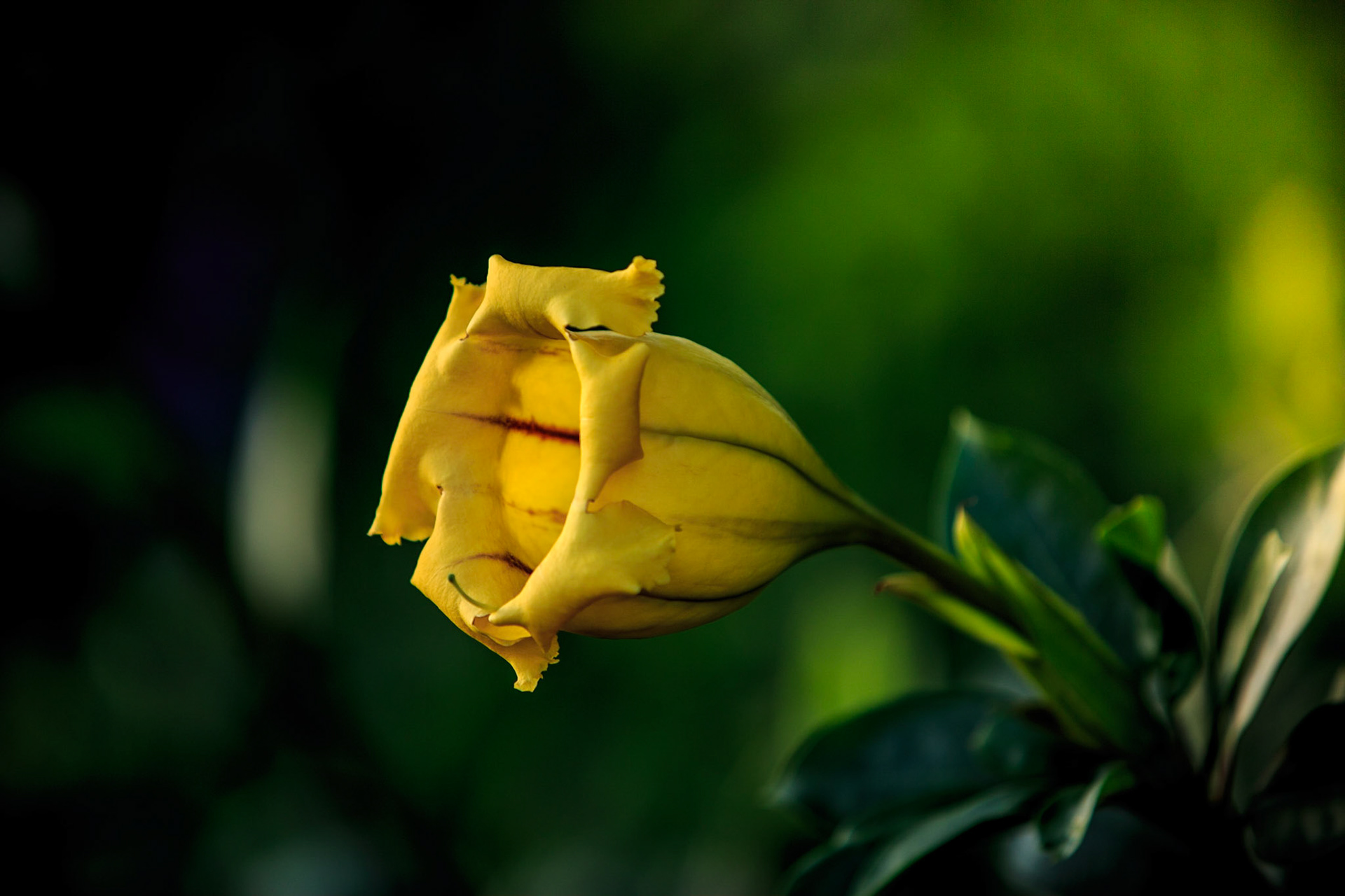 Flowers-1320