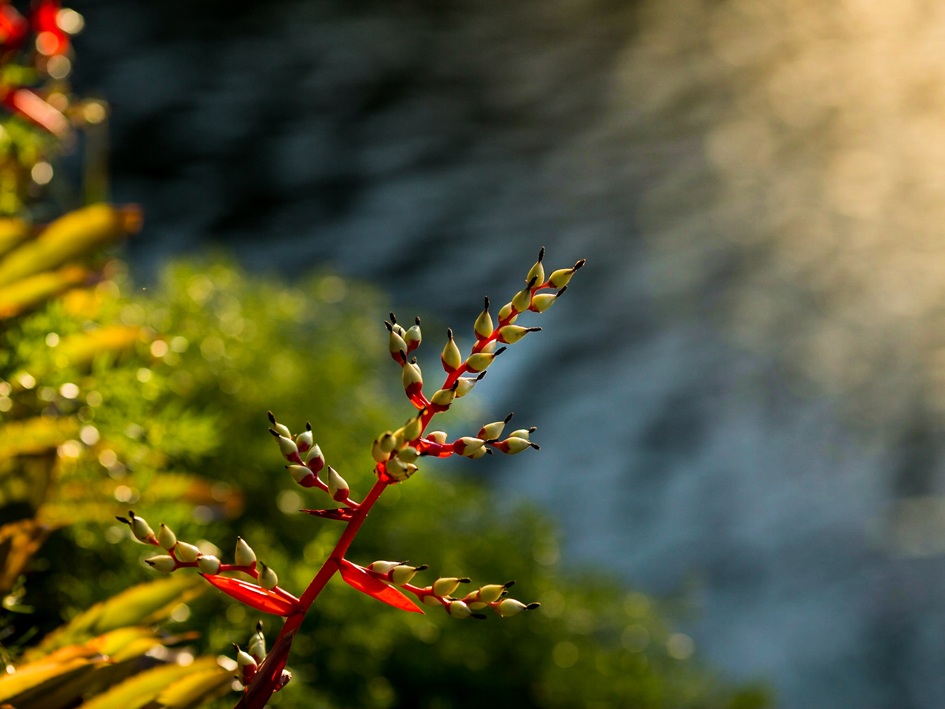 Flowers-1302