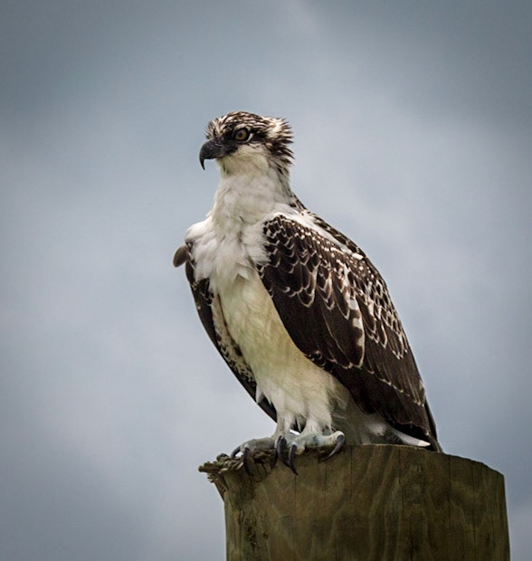Osprey 1164