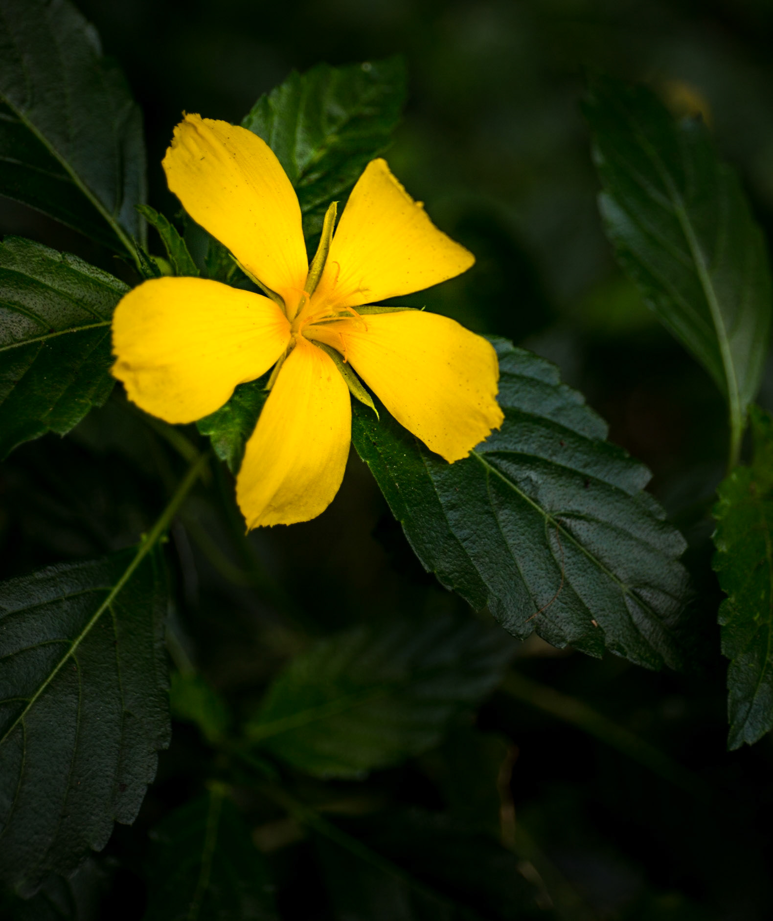 Flowers-1386
