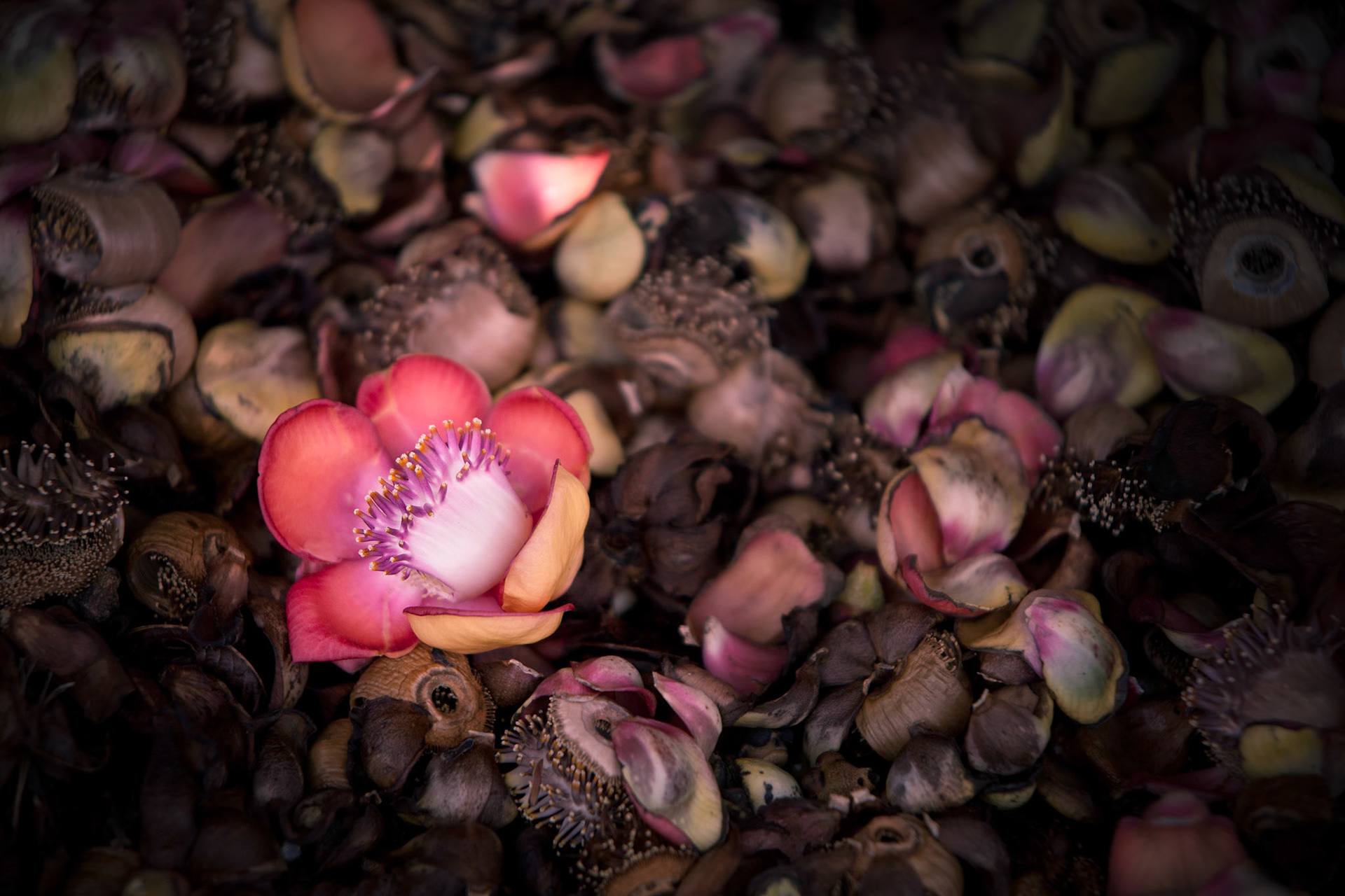 Flowers-1313