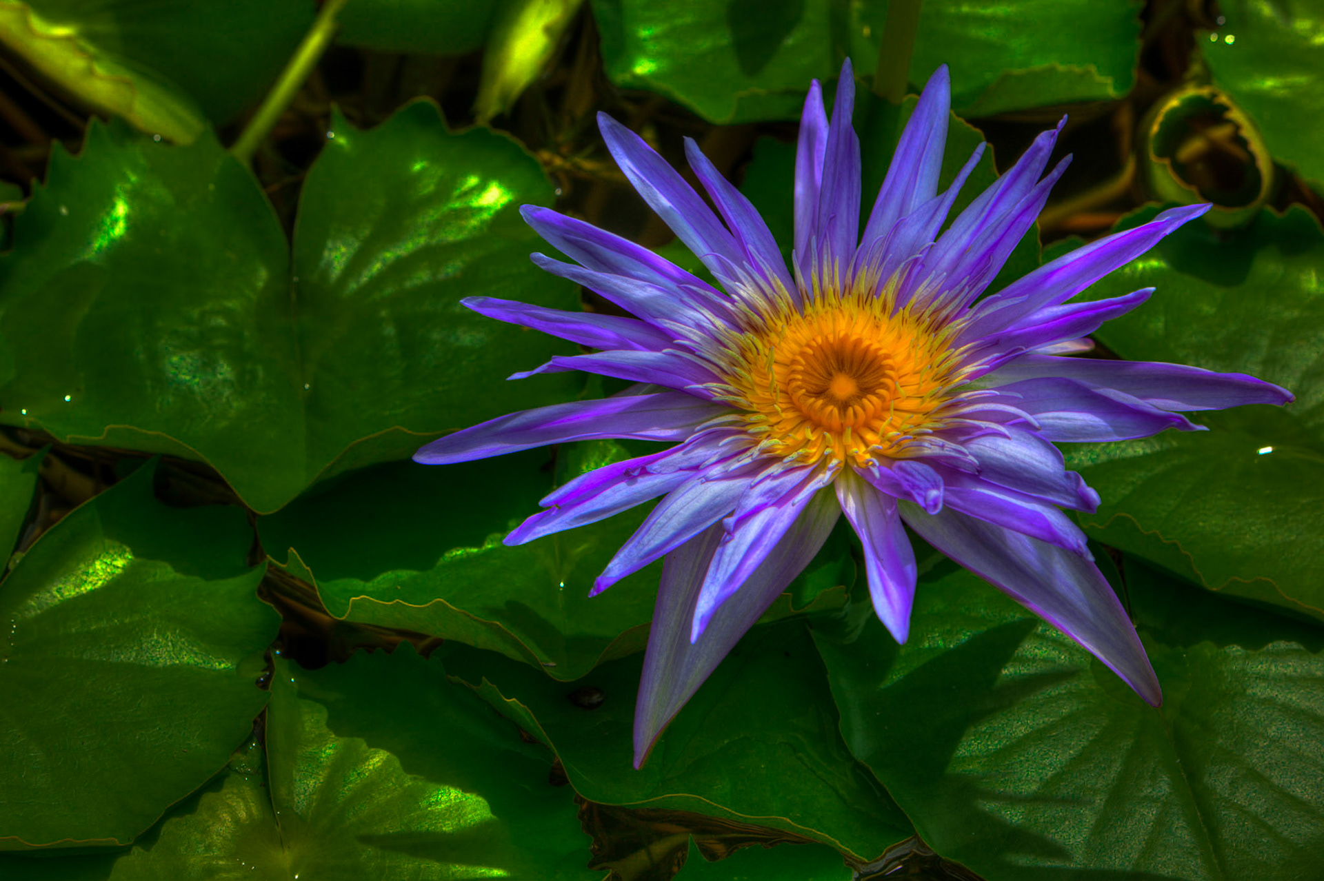 Flowers-1371