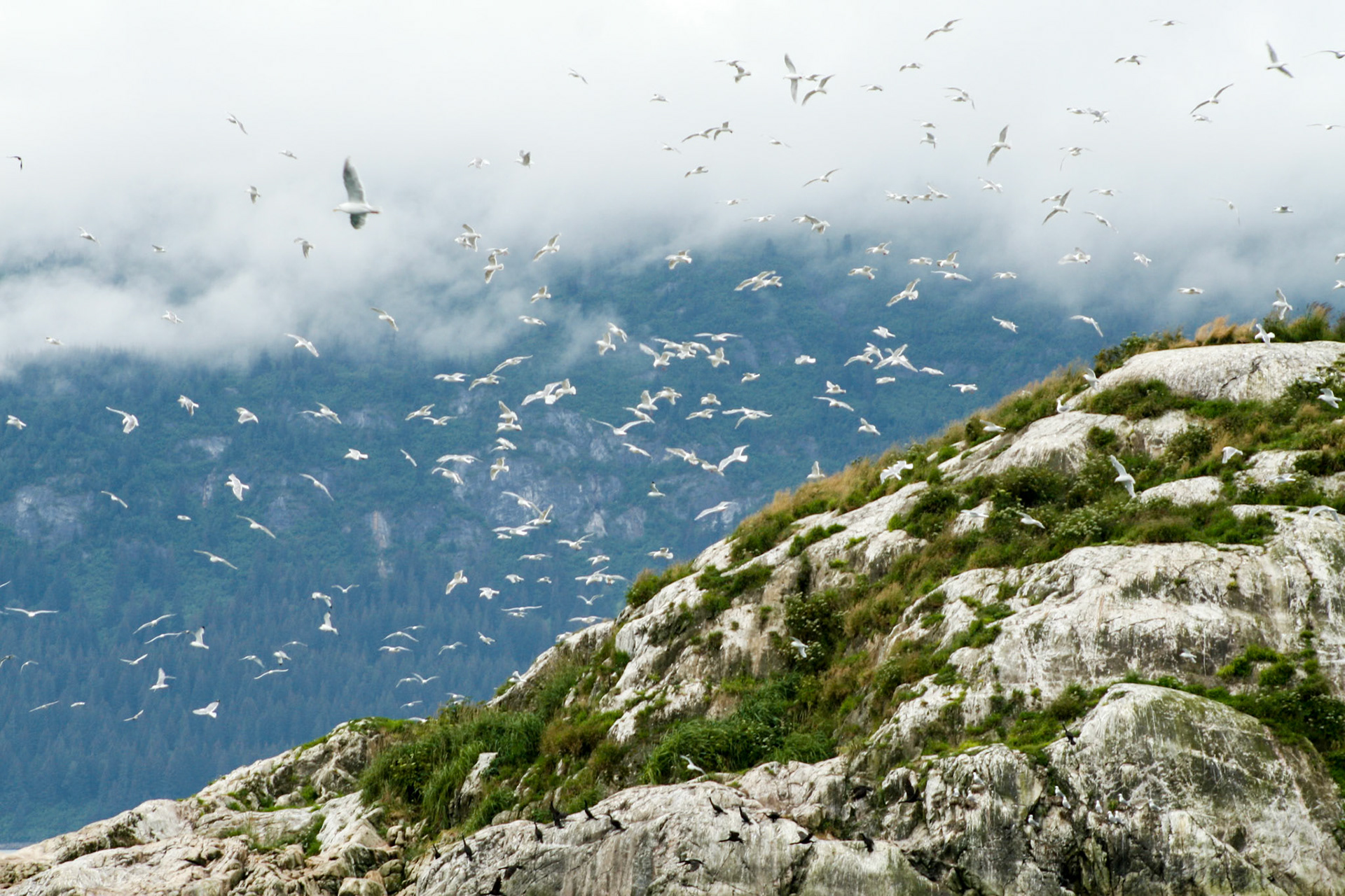 Gulls Swarming the Cliff - 43133