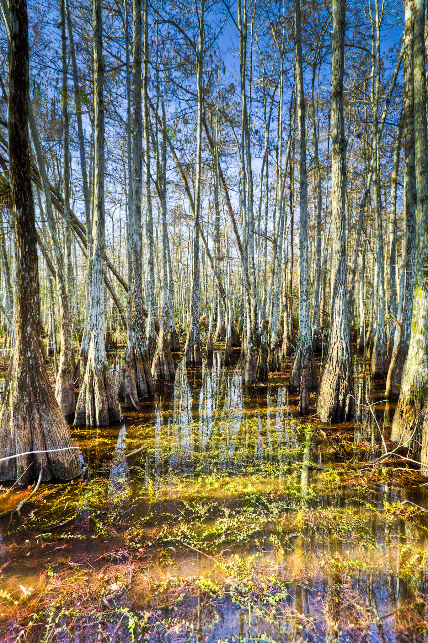 EN2415 -Everglades National Park, the largest subtropical wilderness in the United States, boasts rare and endangered species. It has been designated a World Heritage Site, International Biosphere Reserve, and Wetland of International Importance, significant to all people of the world.