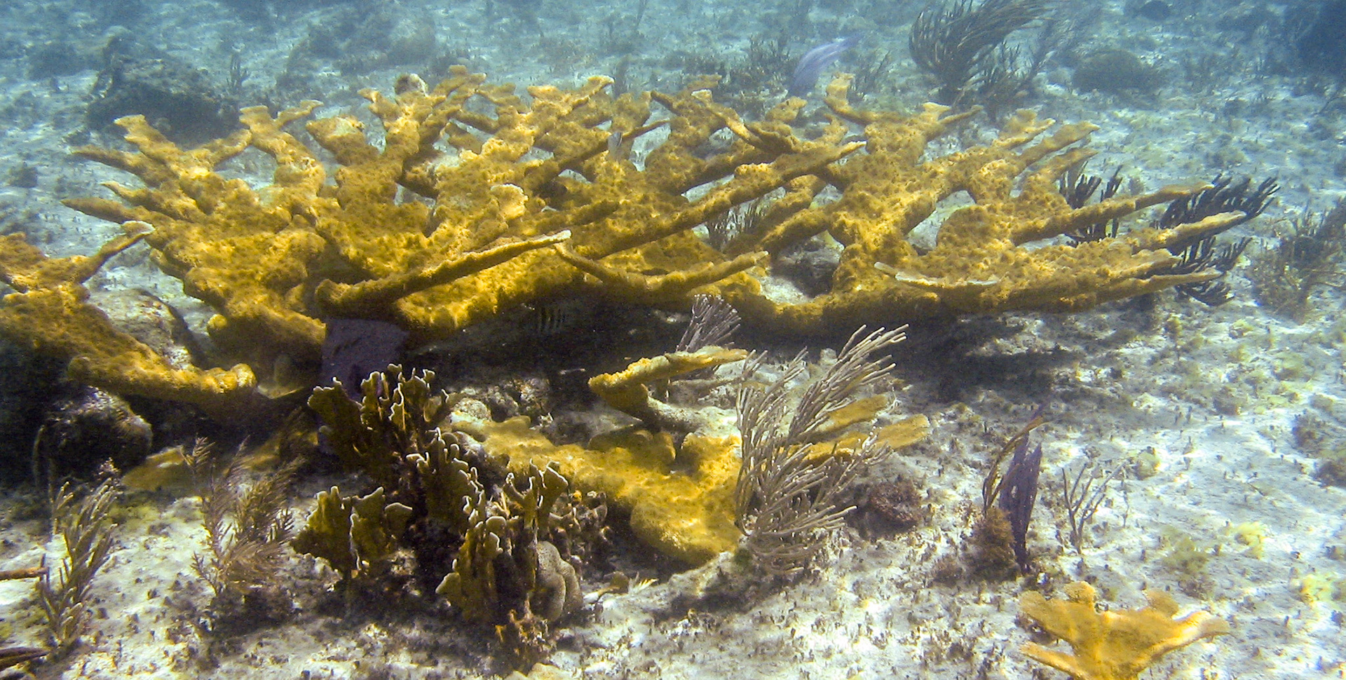 Underwater 3094