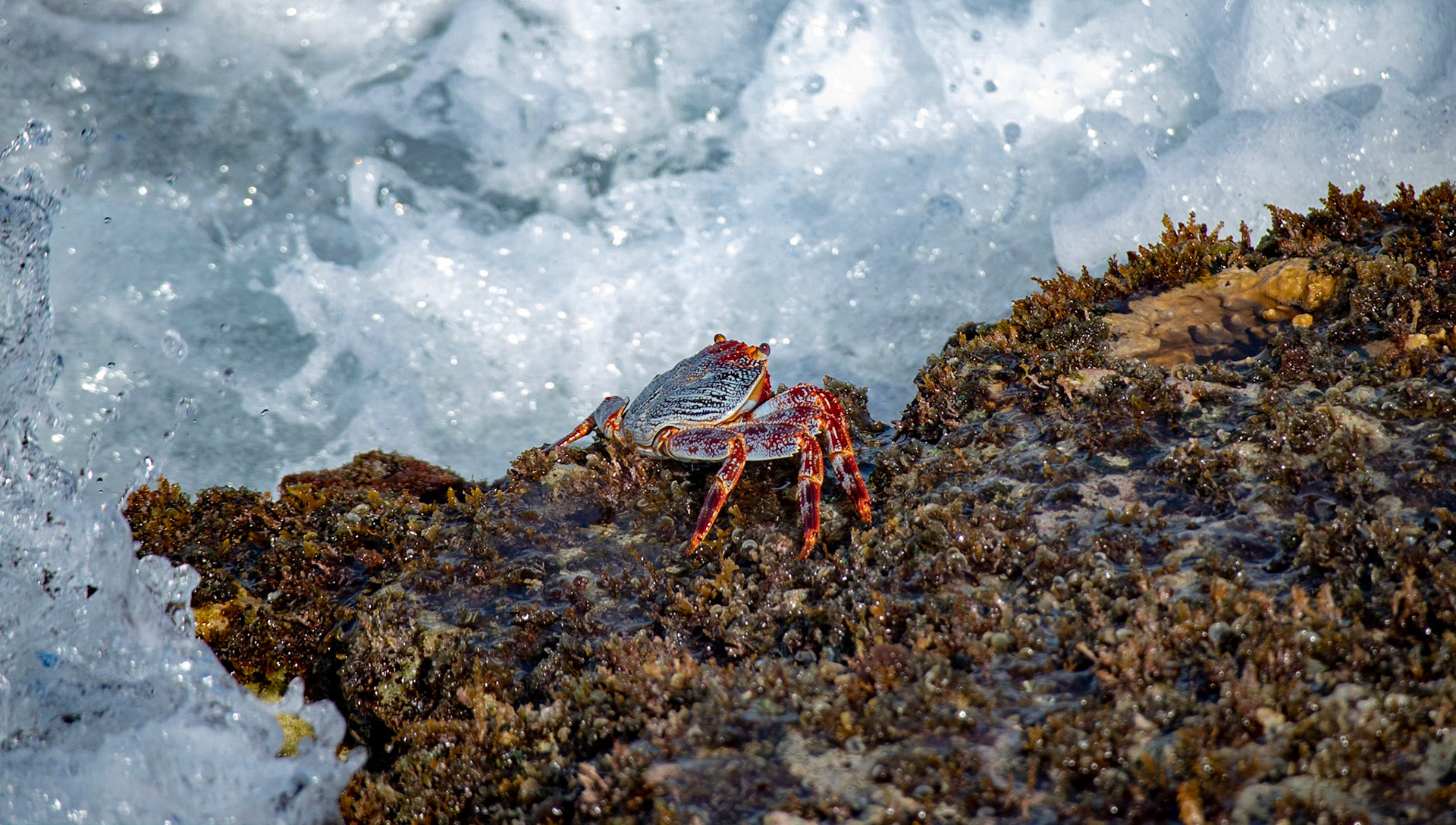 Crab in the Wash 3937