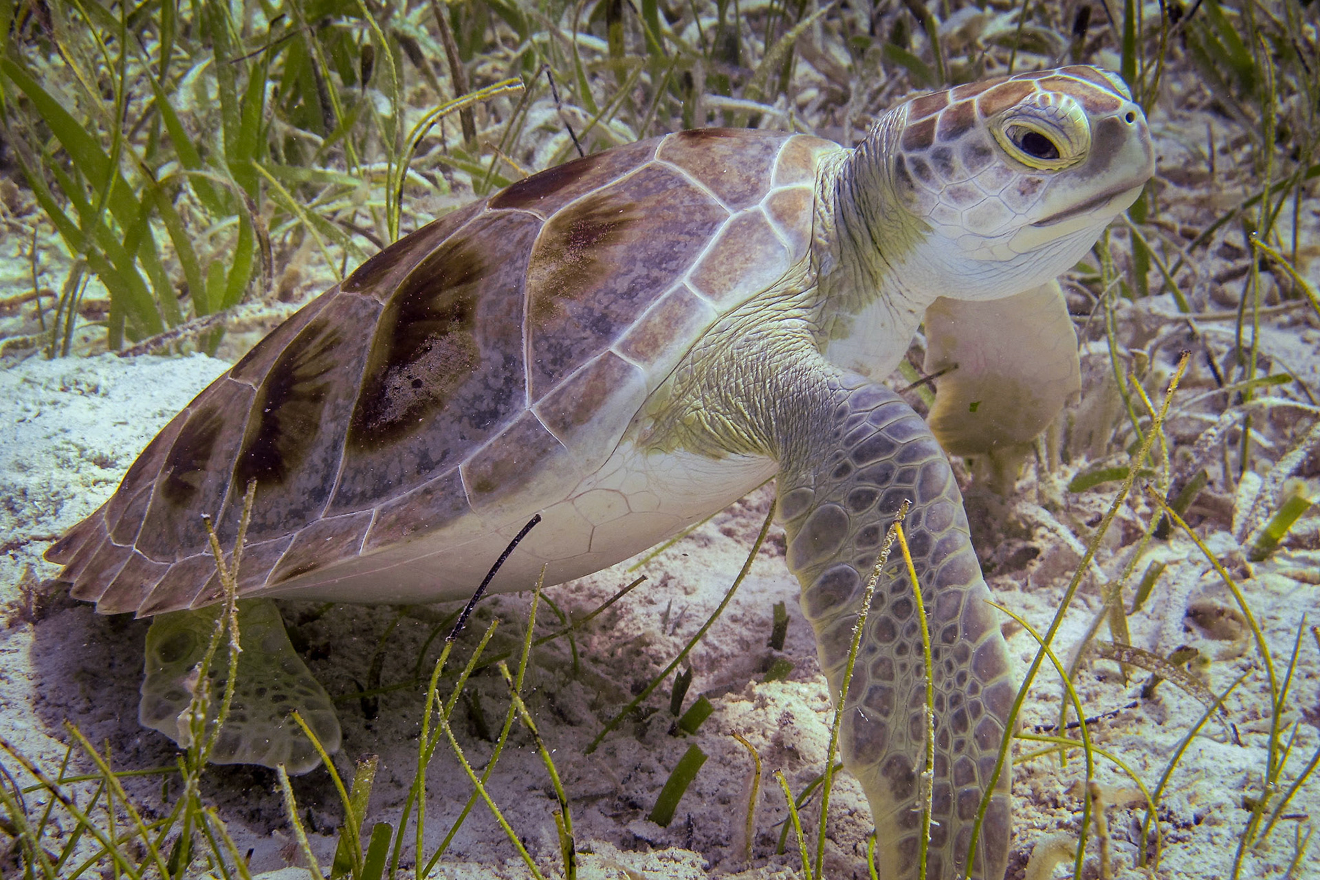 Other Eleuthera-231