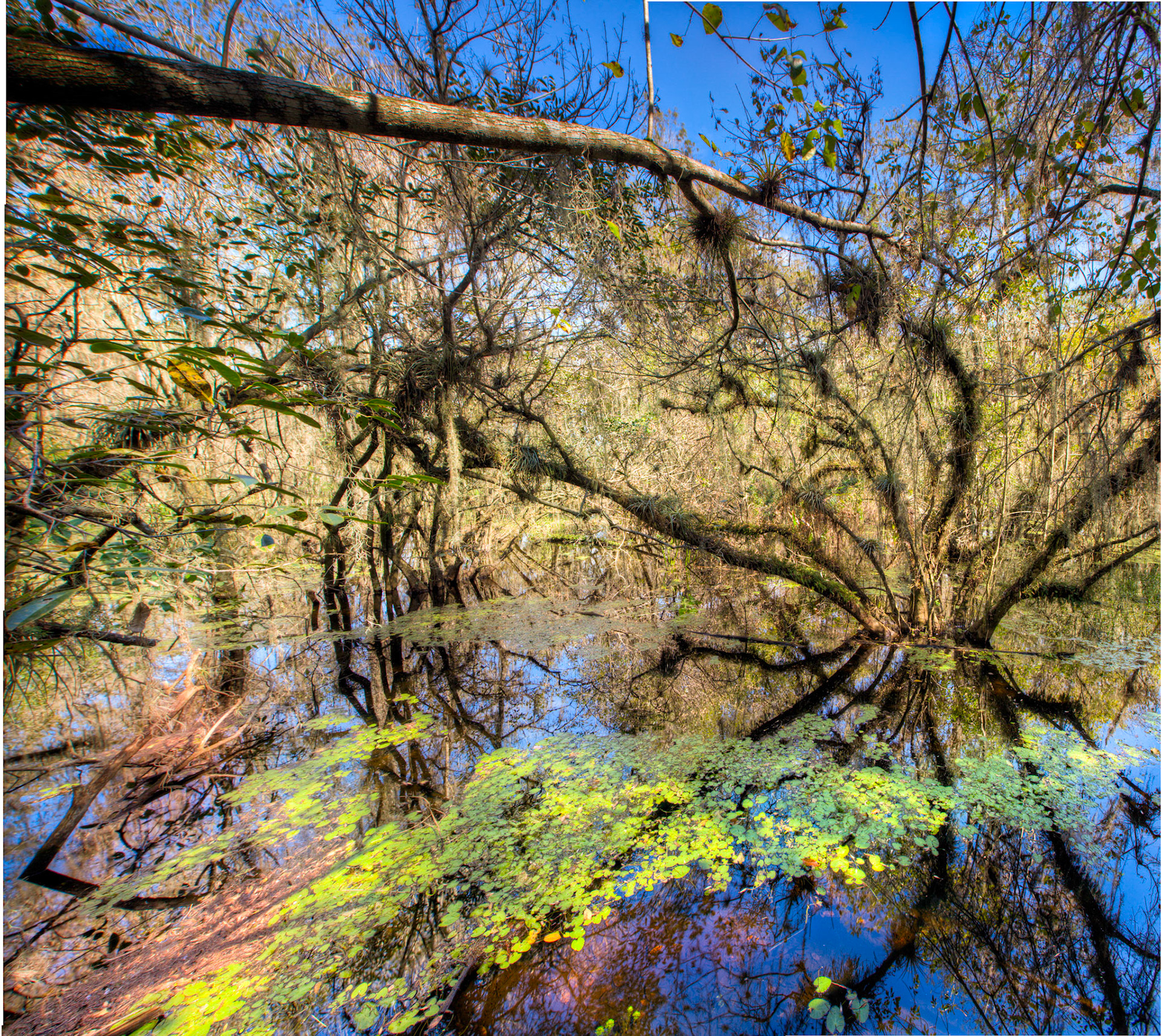 EN2409 -Everglades National Park, the largest subtropical wilderness in the United States, boasts rare and endangered species. It has been designated a World Heritage Site, International Biosphere Reserve, and Wetland of International Importance, significant to all people of the world.