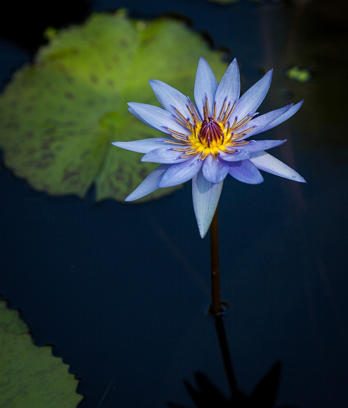 Flowers-1381