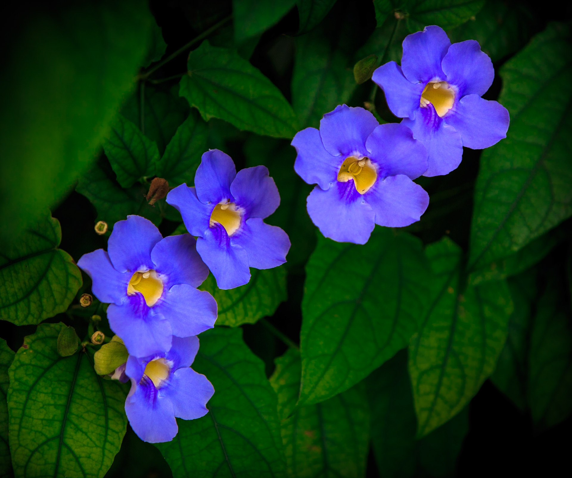 Thunbergia -1349