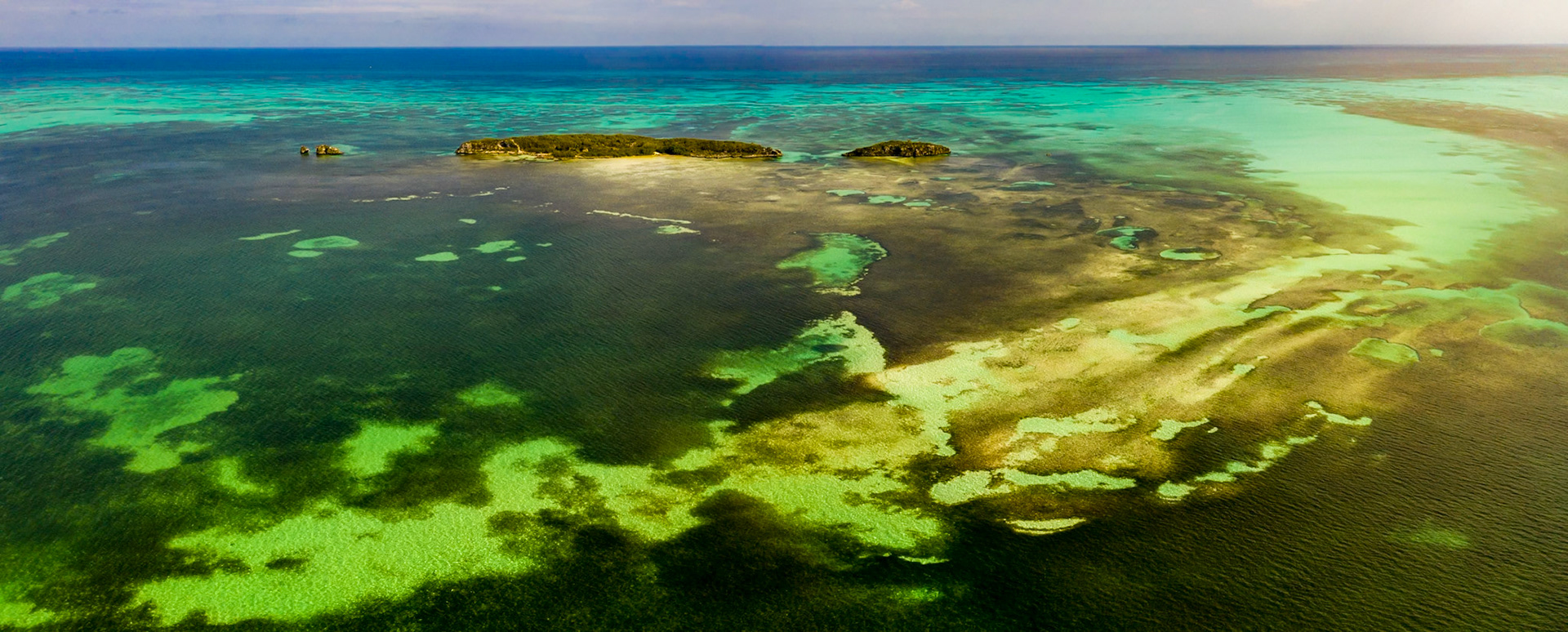 Reef Gardens 066