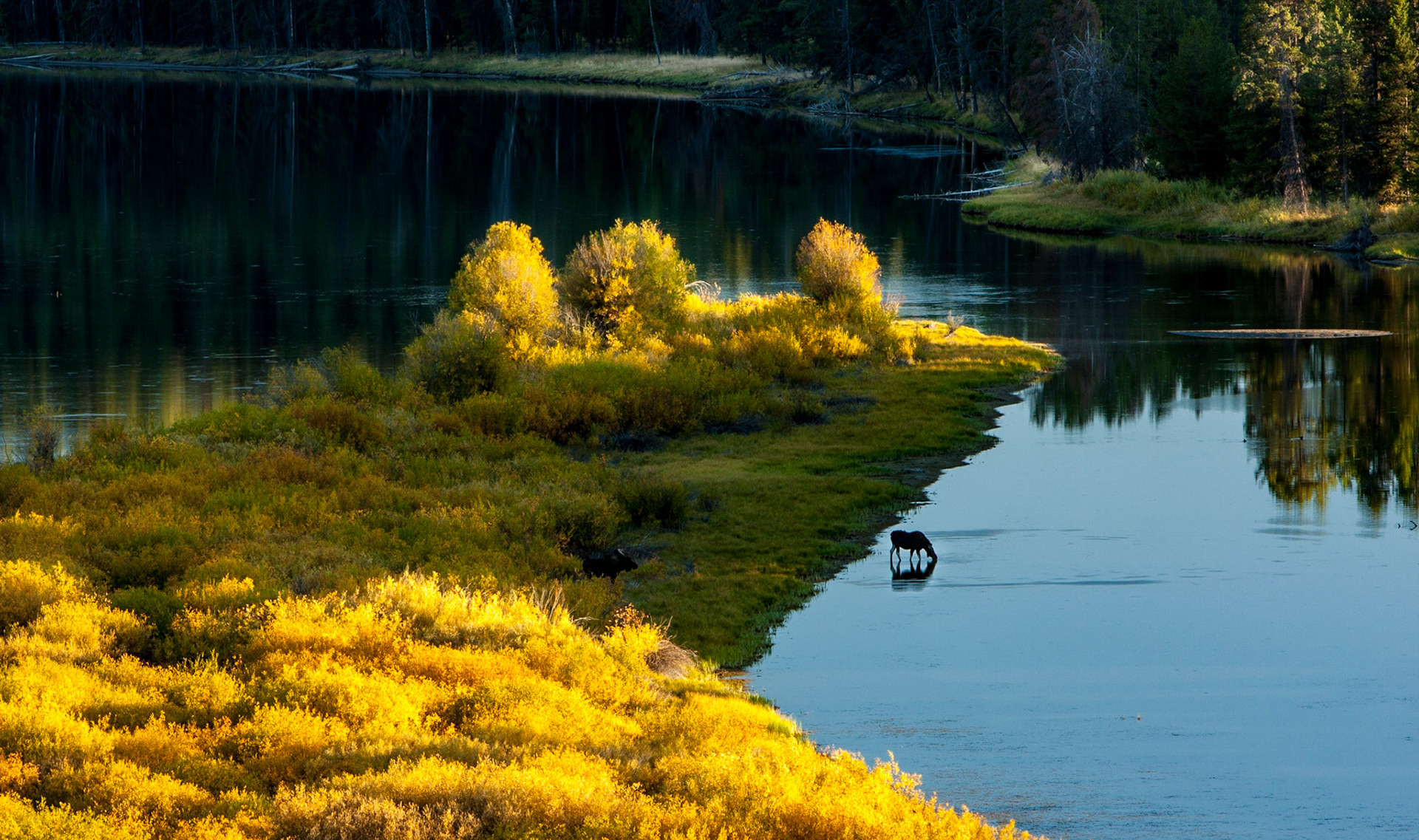 Moose at Oxbow Bend