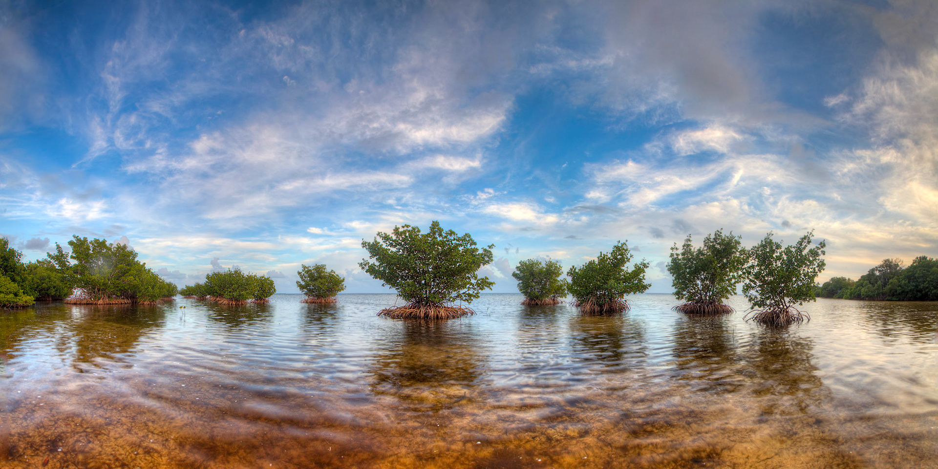 Trees in the Tide - 0011