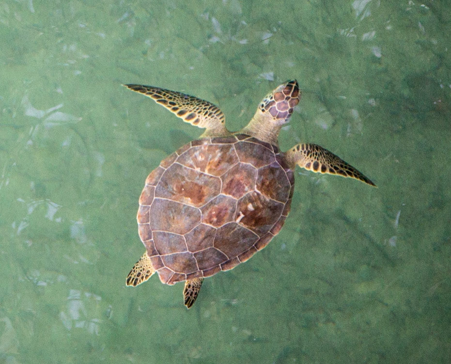 Other Eleuthera-265
