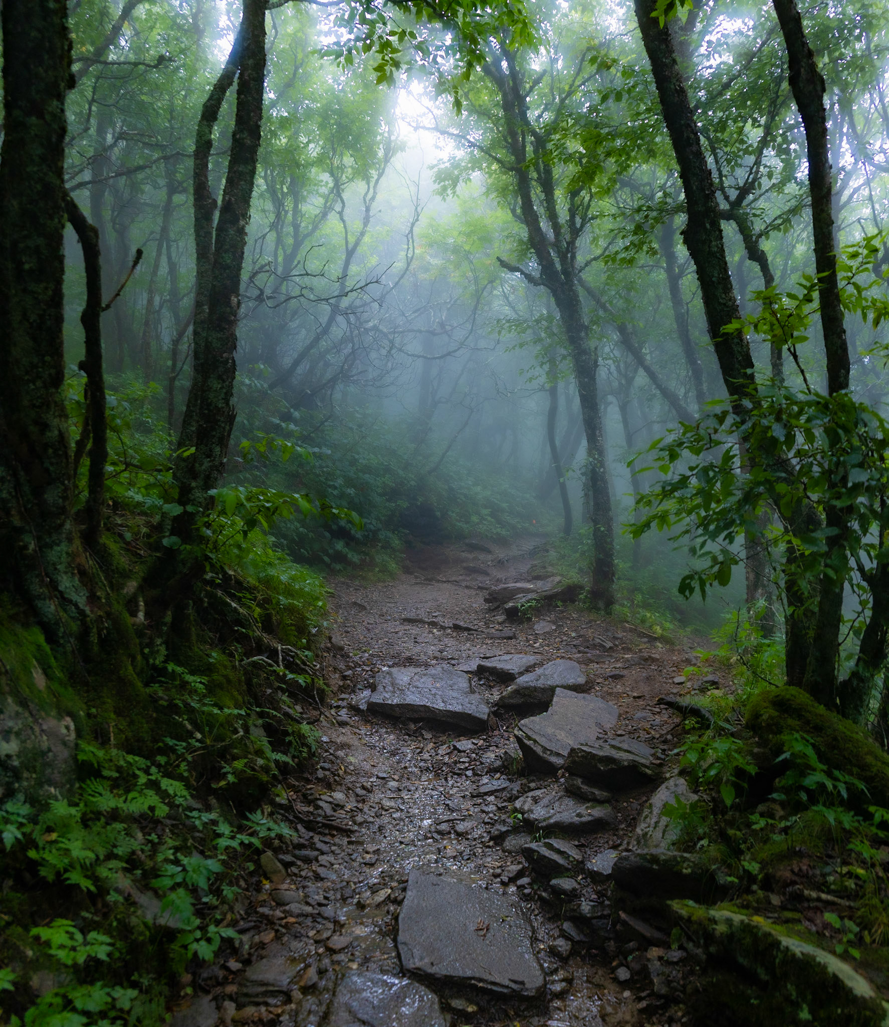 Wet Stone Trail 2025