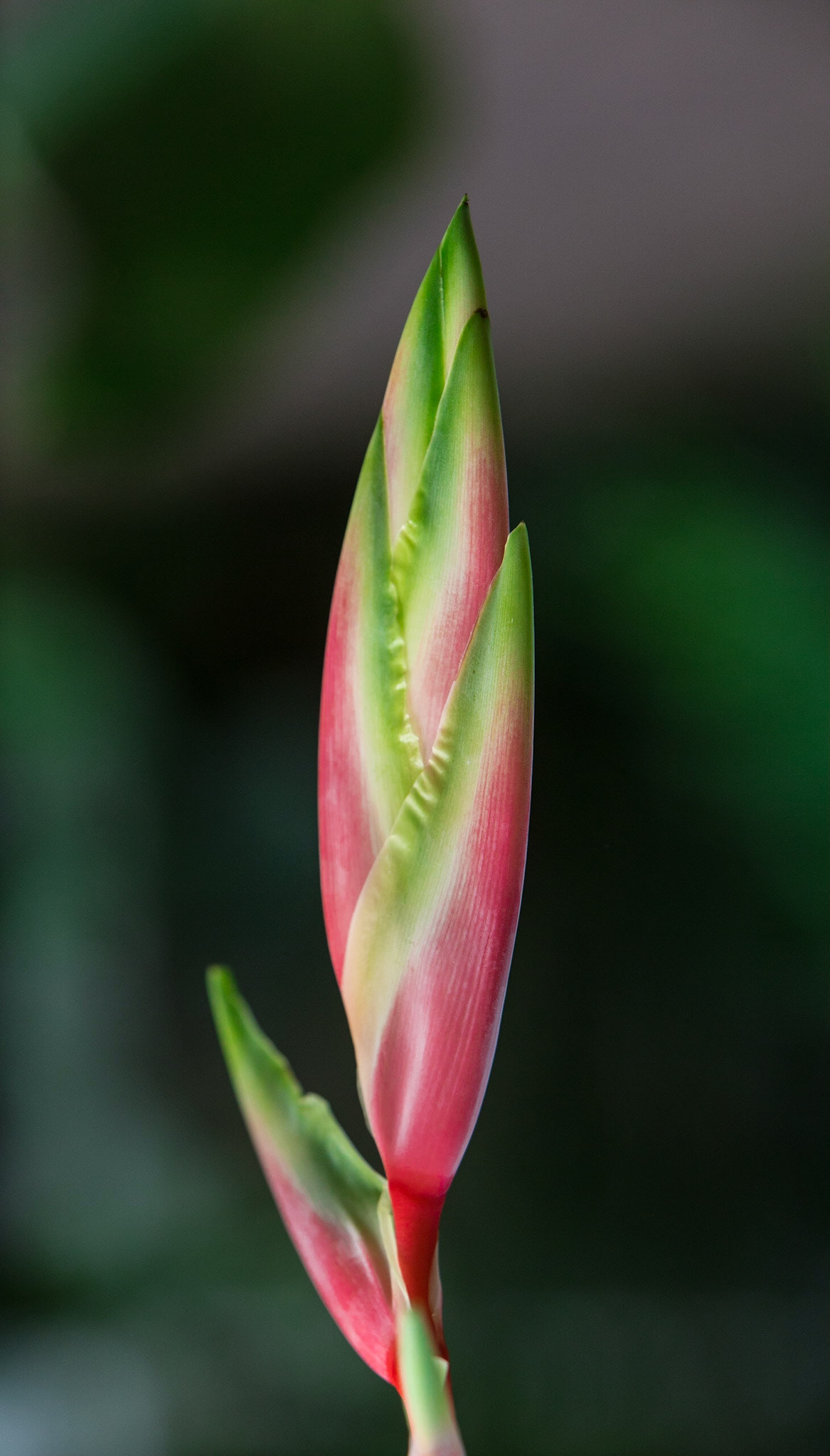 Flowers-1345