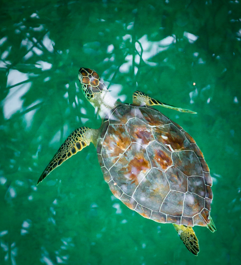 5756-Turtle