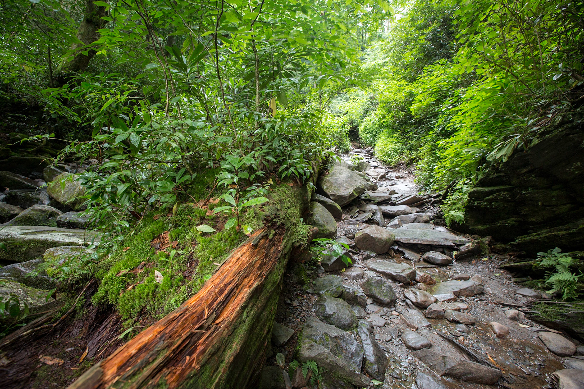 Rocky Trail - 2803