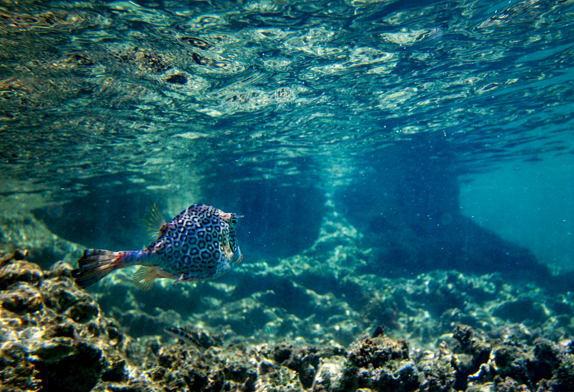 Smooth Trunkfish 271