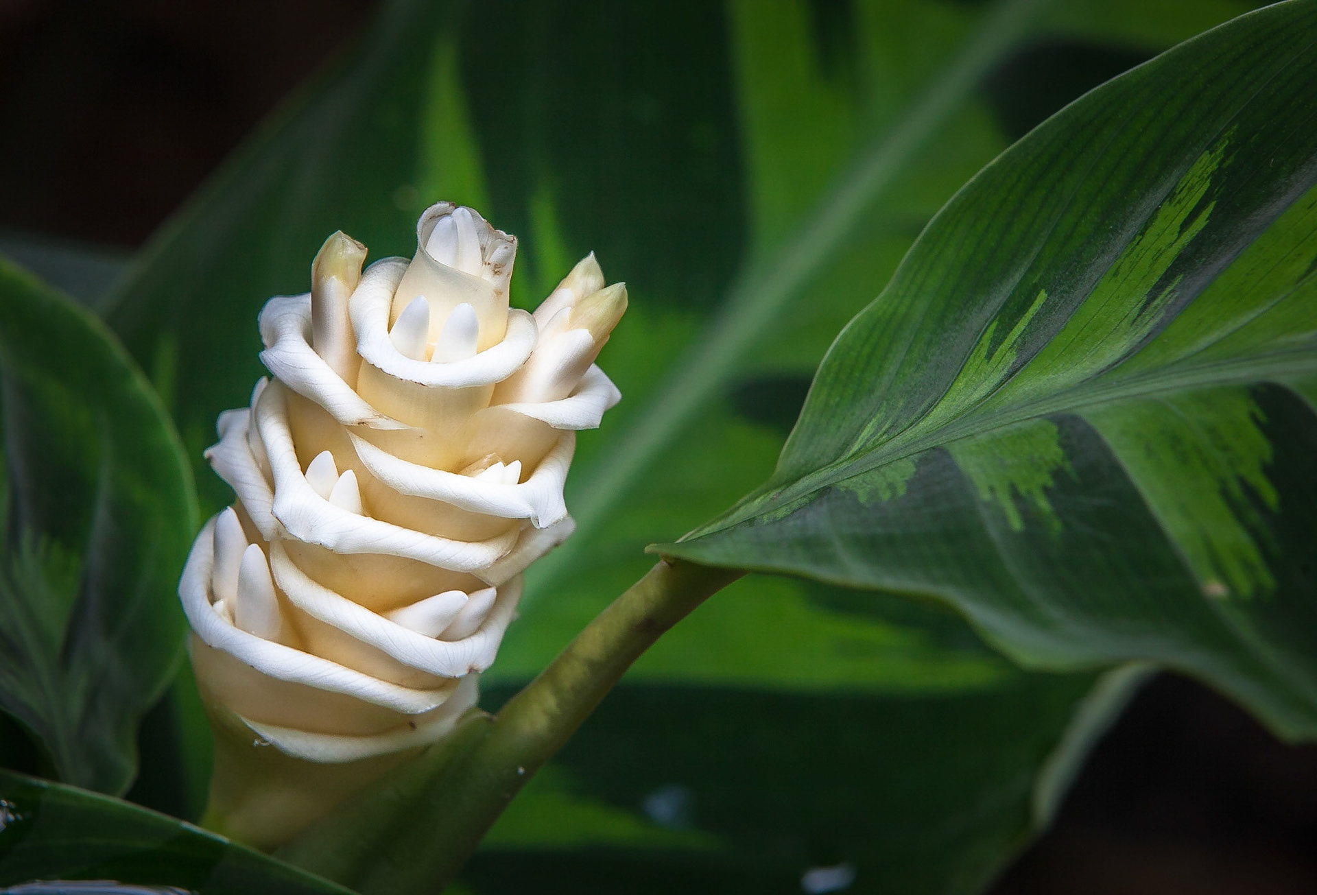 White Ginger -1308