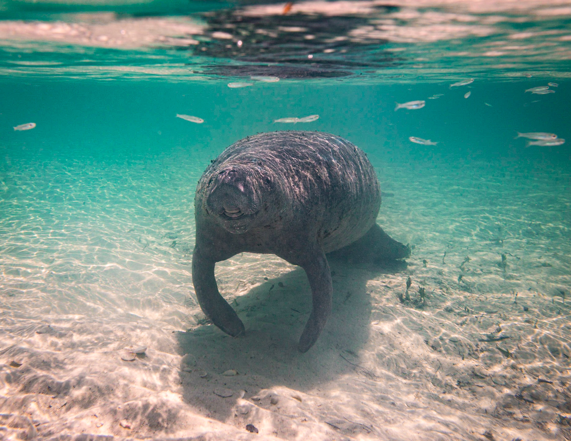 Manatee in the Shallows 05