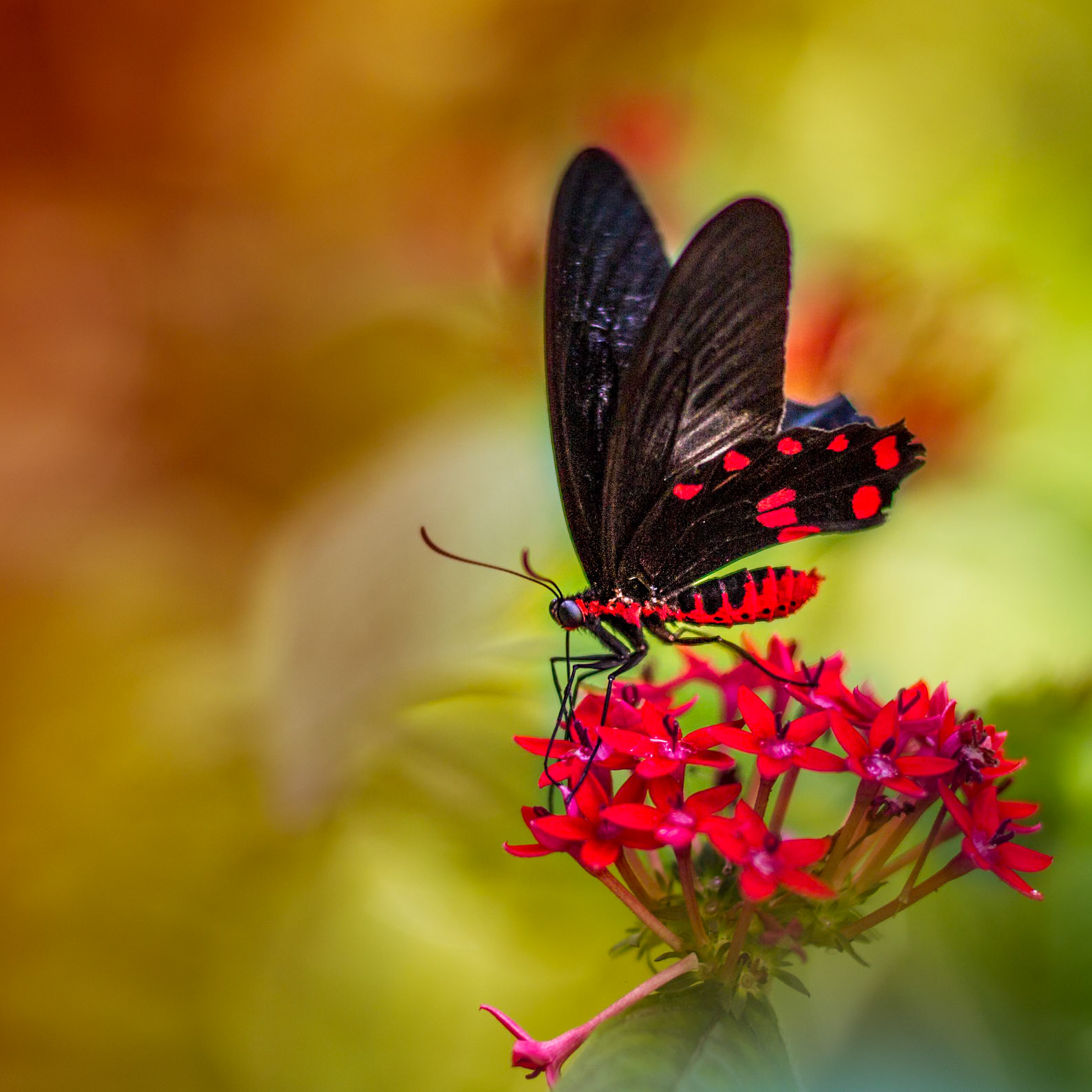 Common Rose - 1260