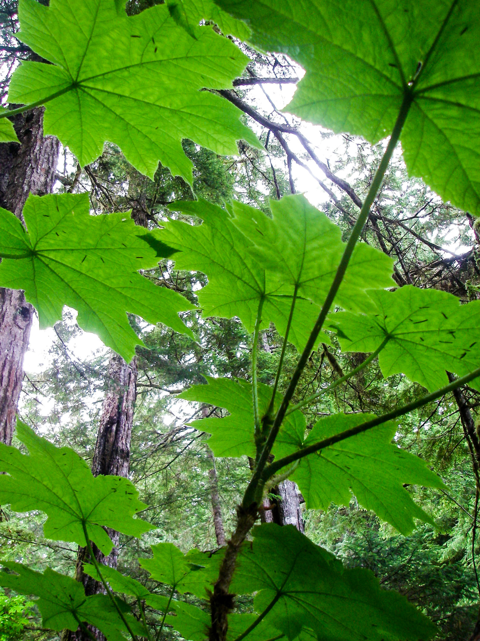 Devil's Club Understory - 4380