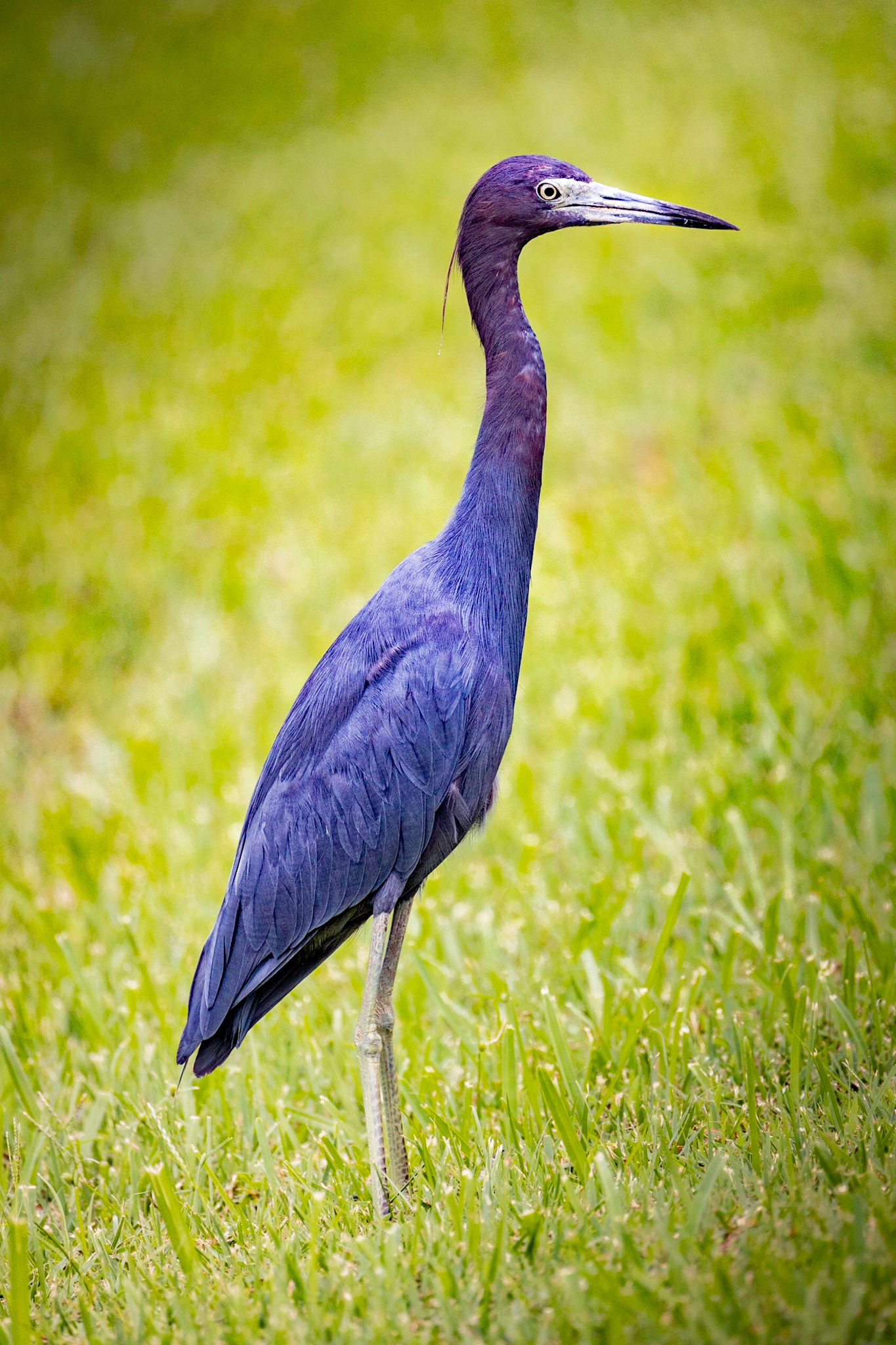Great Blue Heron -1172