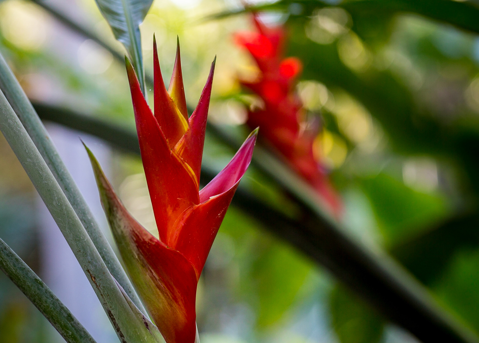 Bird of Paradise -1367
