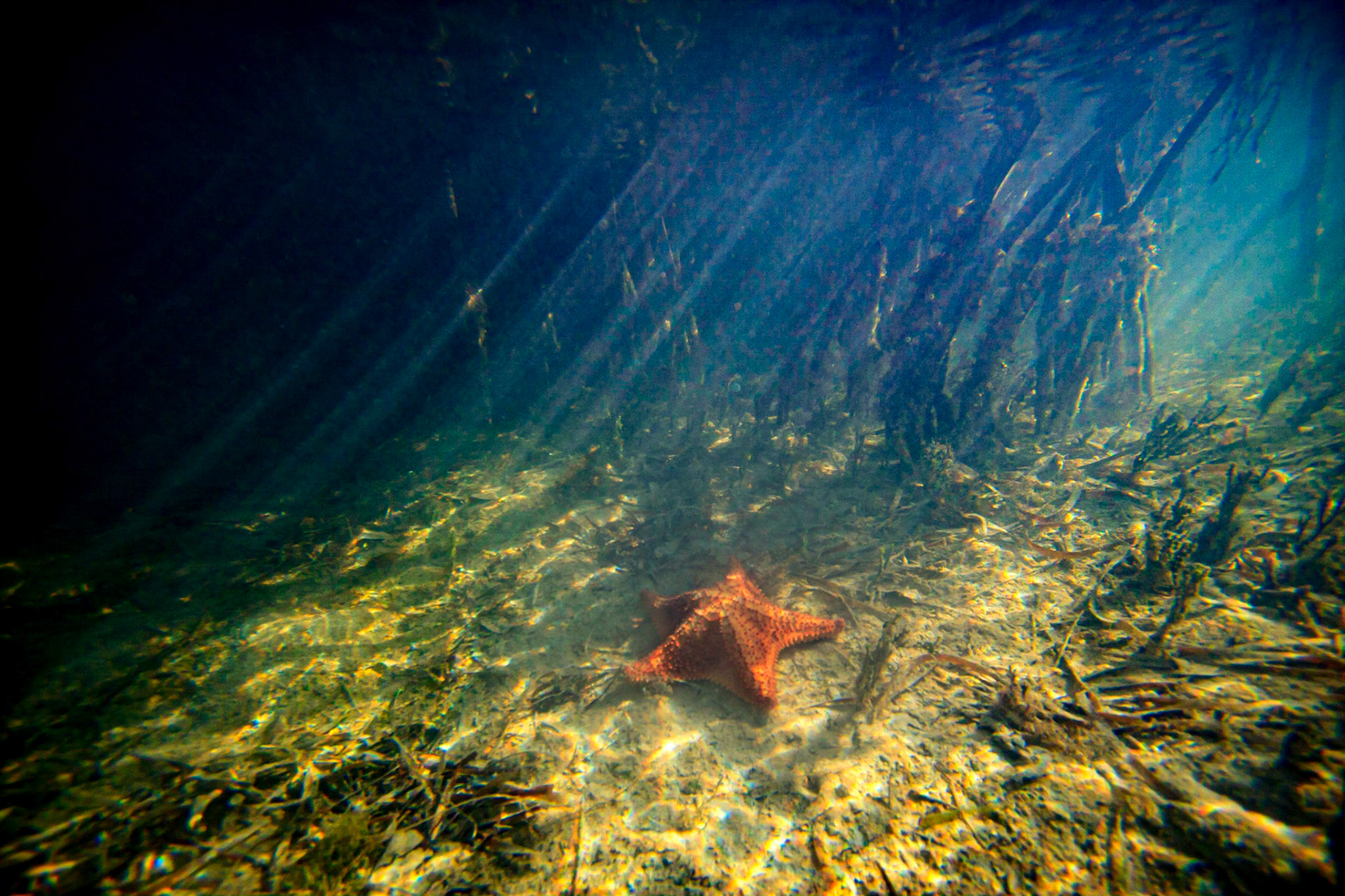 Underwater 7741
