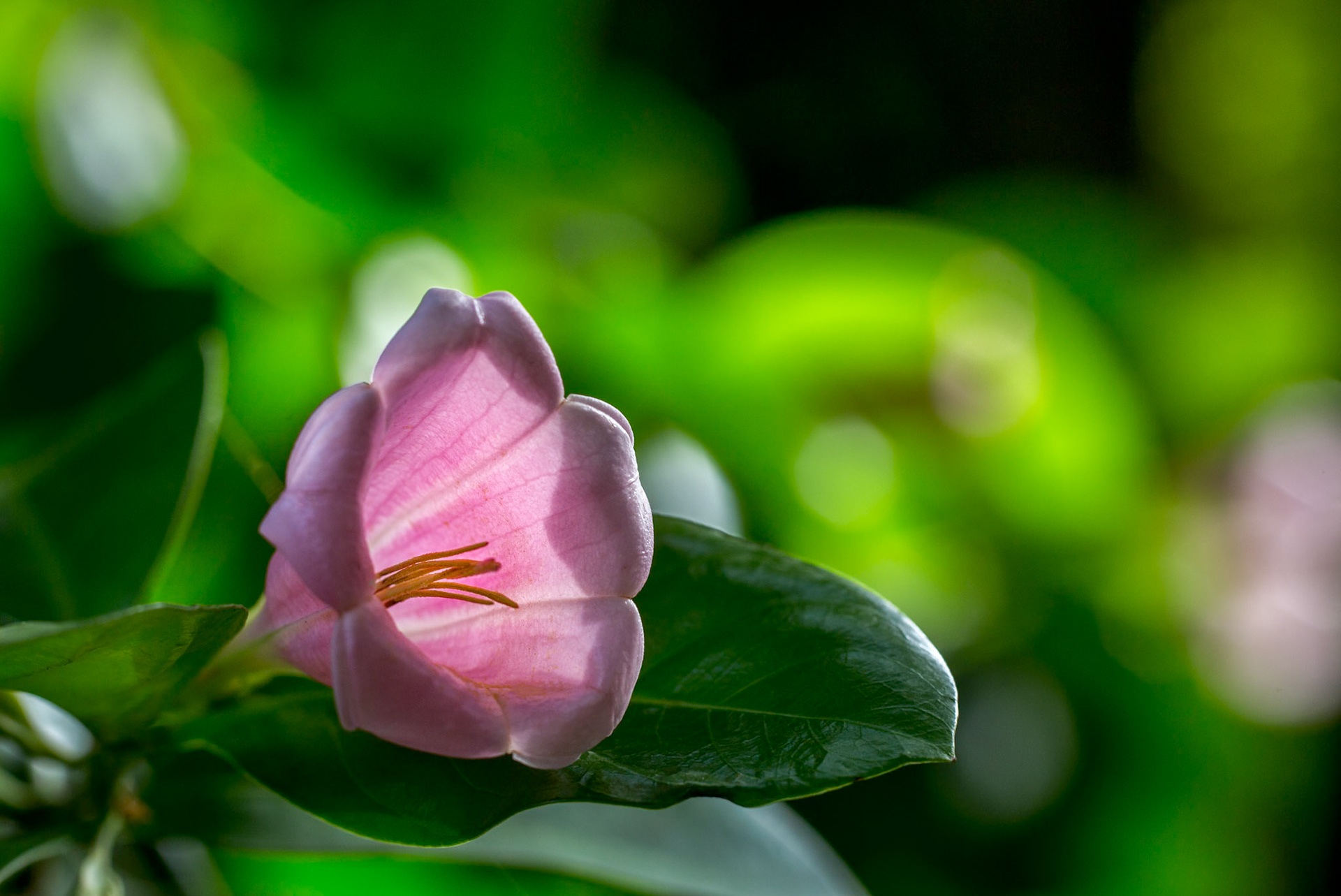 Mandevilla - 1385